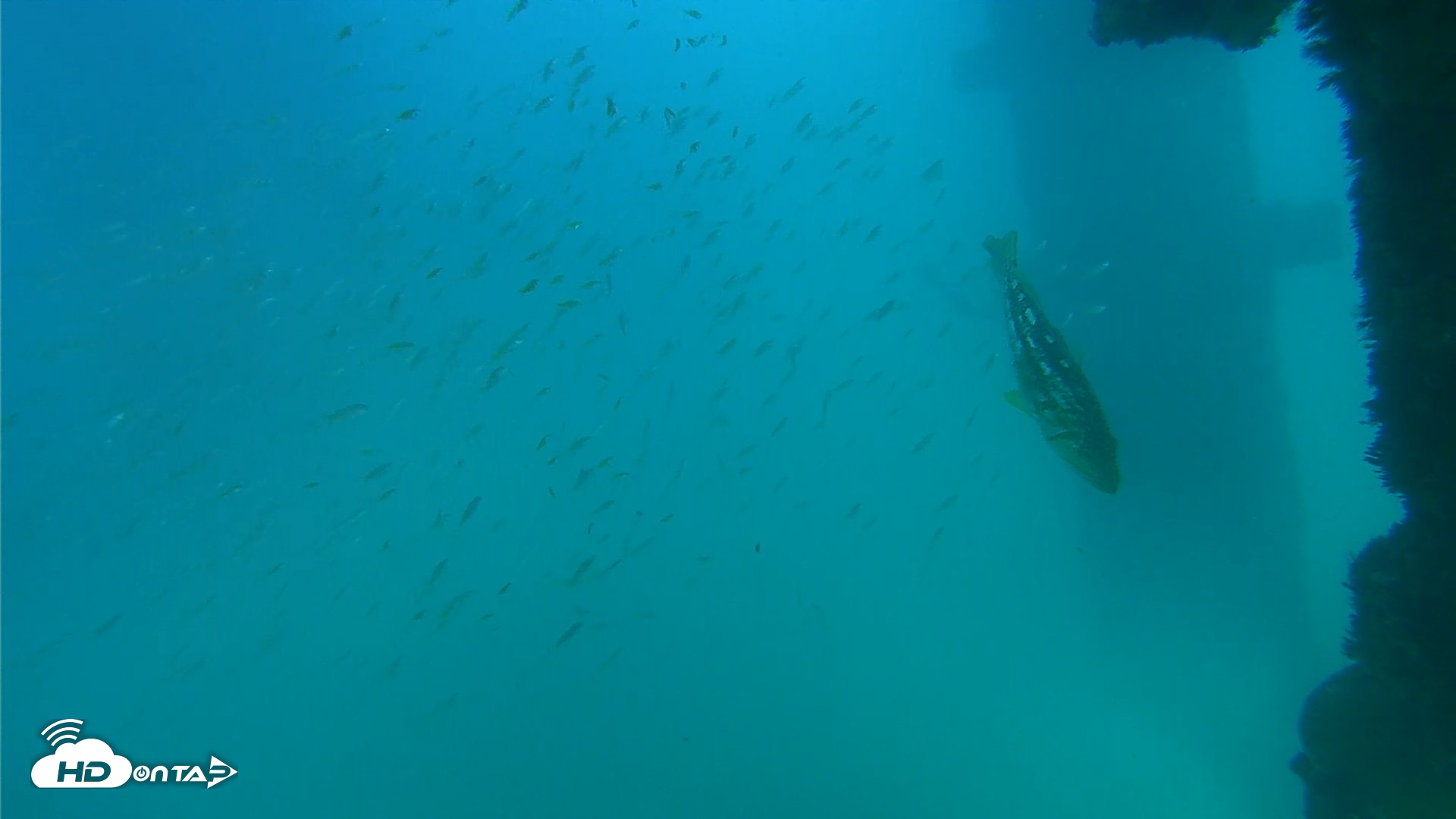 Snapshot of Scripps Pier Underwater Live Webcam taken Sep 15, 2026, 4:04pm PDT