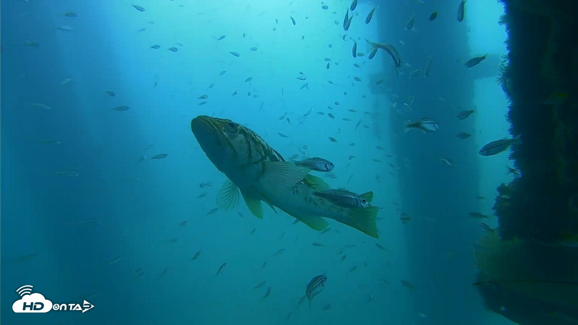 Snapshot of Scripps Pier Underwater Live Webcam taken Aug 27, 2026, 10:35am PDT