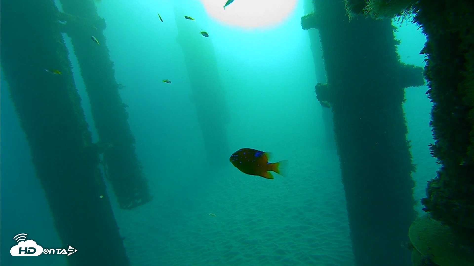 Snapshot of Scripps Pier Underwater Live Webcam taken Oct 20, 2026, 7:51am PDT