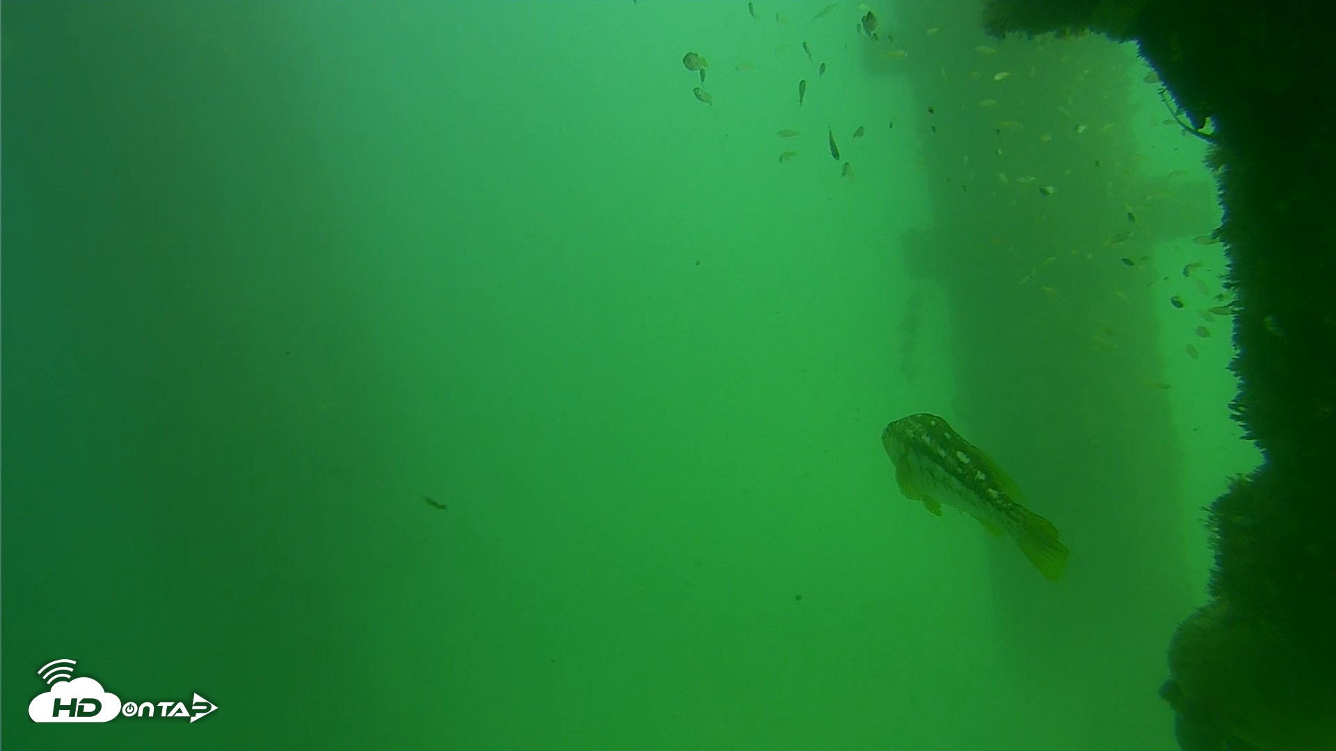Snapshot of Scripps Pier Underwater Live Webcam taken Sep 18, 2026, 2:50pm PDT