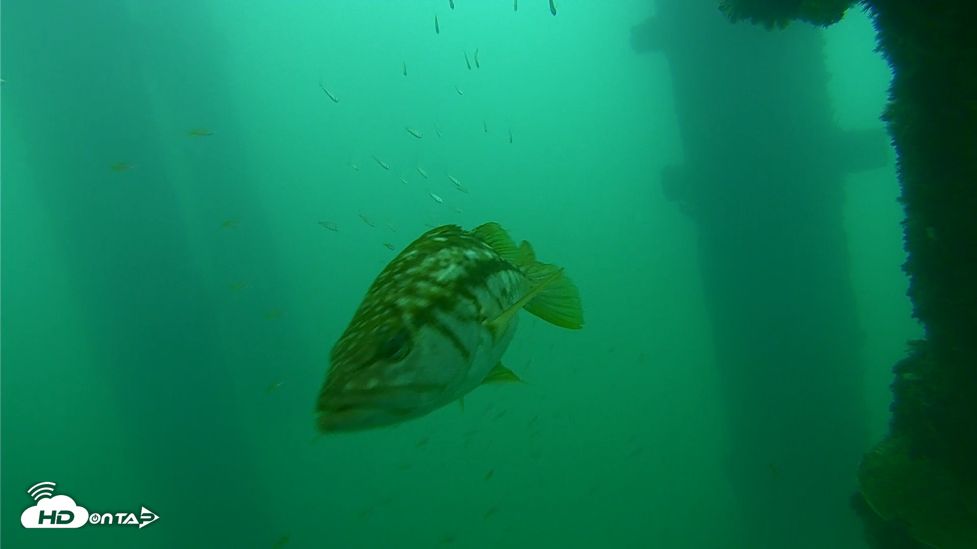 Snapshot of Scripps Pier Underwater Live Webcam taken Sep 24, 2026, 8:53am PDT