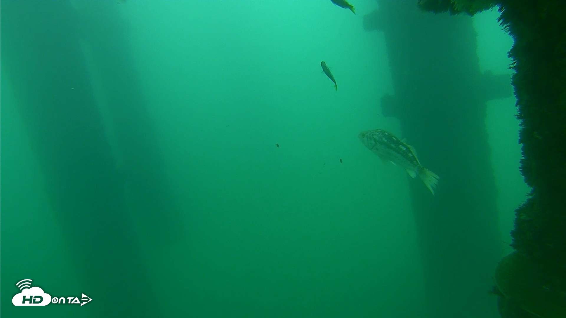 Snapshot of Scripps Pier Underwater Live Webcam taken Oct 10, 2026, 2:49pm PDT