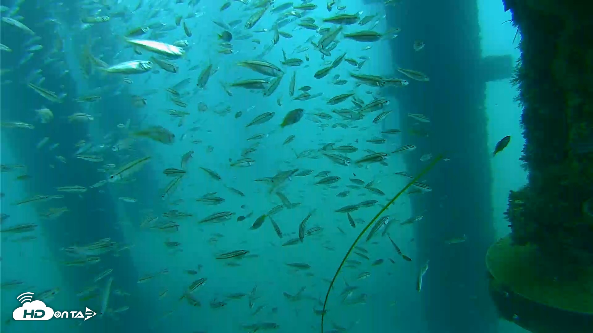 Snapshot of Scripps Pier Underwater Live Webcam taken Aug 27, 2026, 7:59am PDT