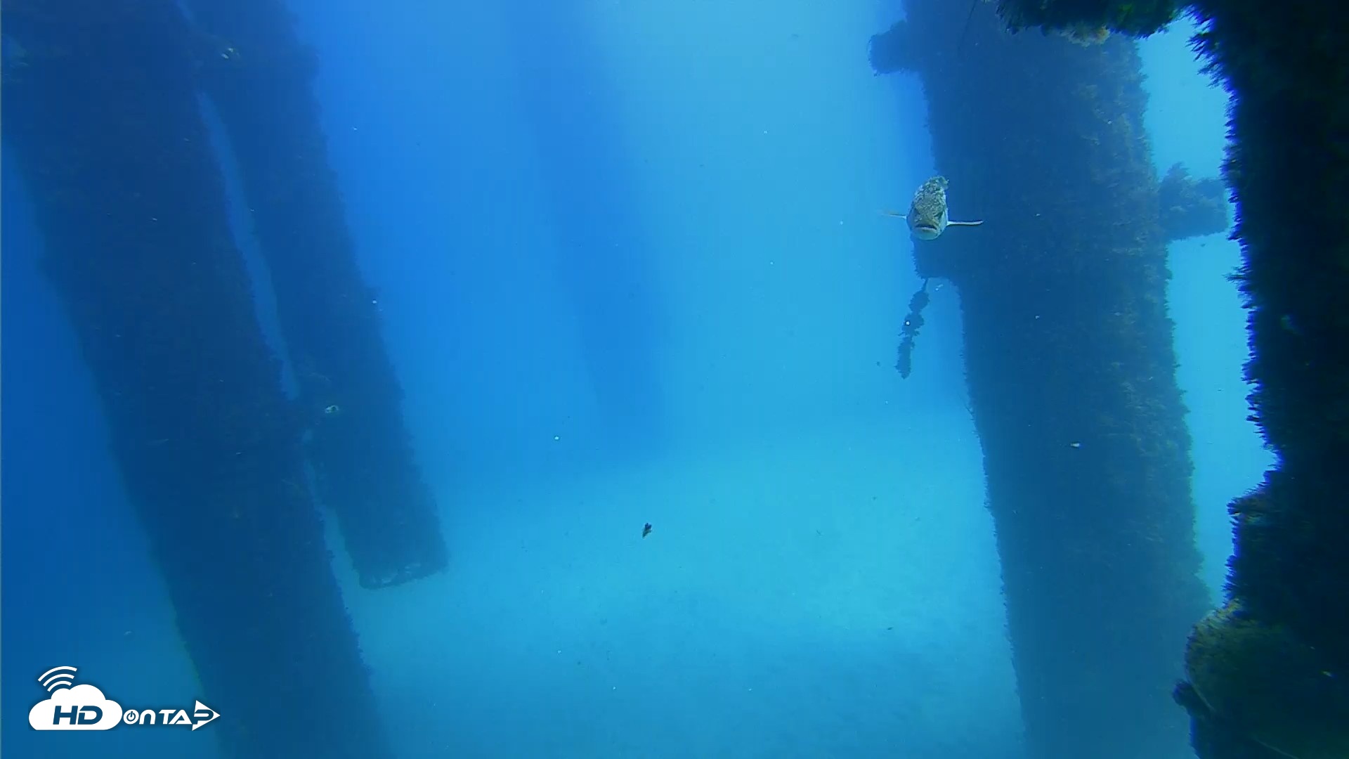 Snapshot of Scripps Pier Underwater Live Webcam taken Sep 25, 2026, 1:23pm PDT