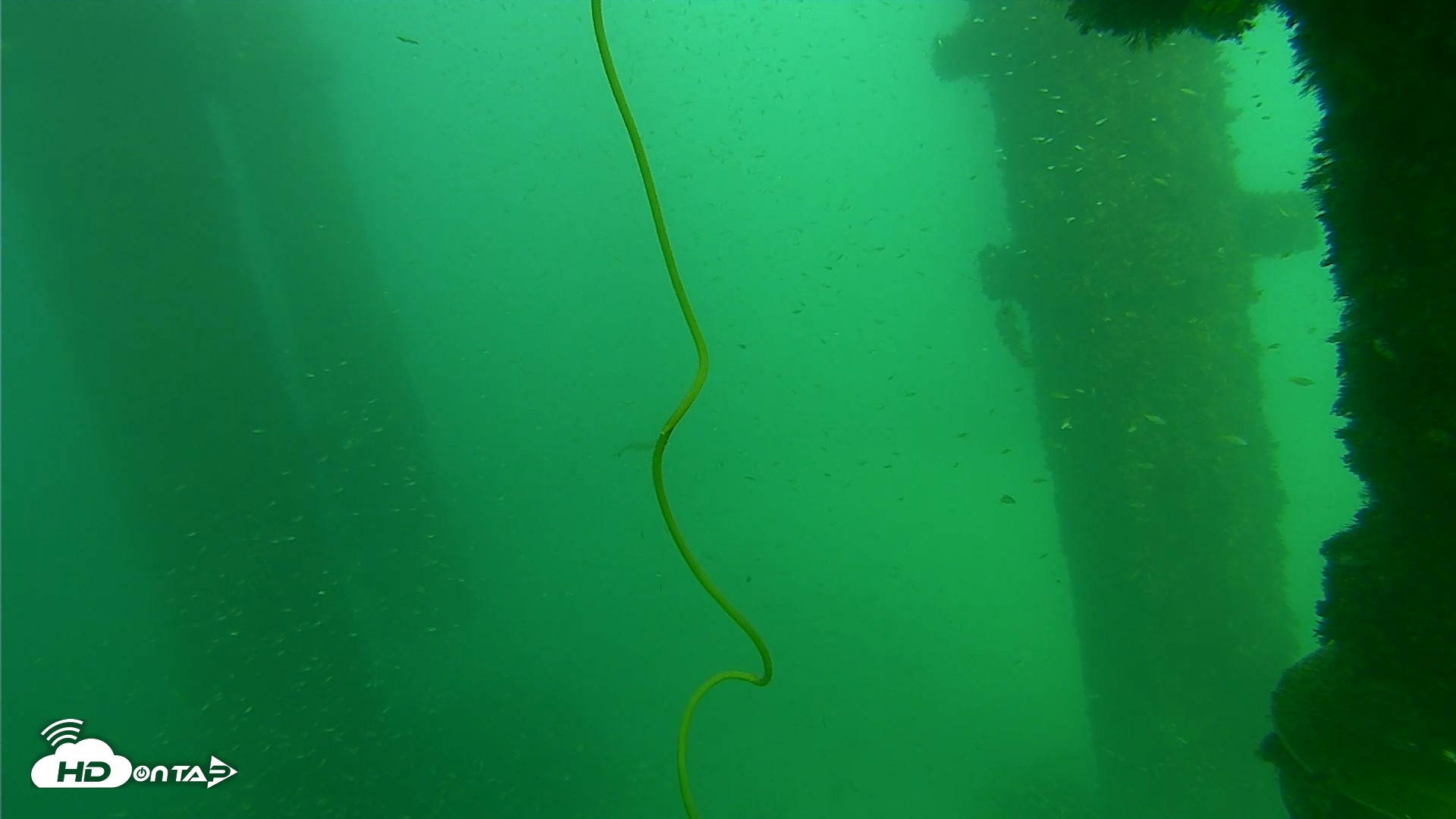 Snapshot of Scripps Pier Underwater Live Webcam taken Oct 1, 2026, 3:32pm PDT