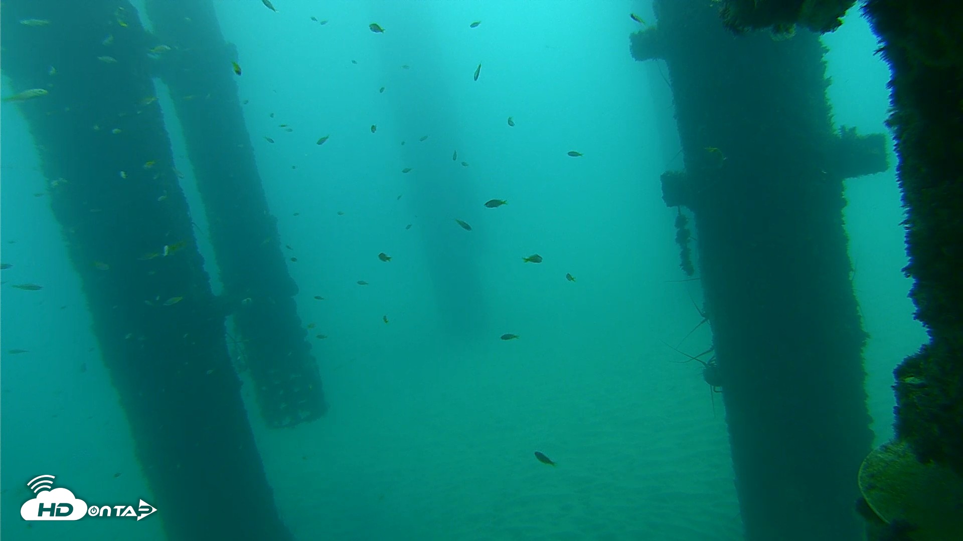 Snapshot of Scripps Pier Underwater Live Webcam taken Sep 17, 2026, 7:43am PDT