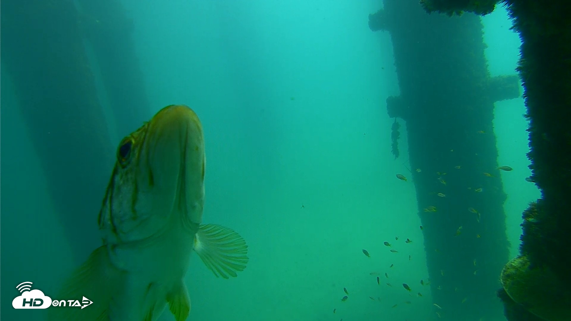 Snapshot of Scripps Pier Underwater Live Webcam taken Sep 23, 2026, 12:21pm PDT