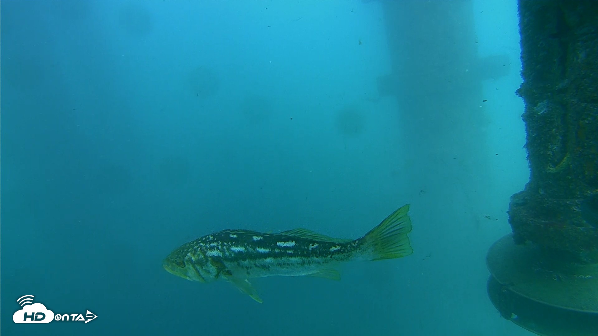 Snapshot of Scripps Pier Underwater Live Webcam taken Jul 27, 2026, 4:01pm PDT