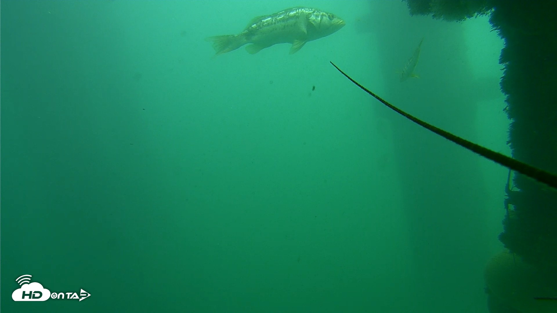 Snapshot of Scripps Pier Underwater Live Webcam taken Oct 23, 2026, 1:03pm PDT