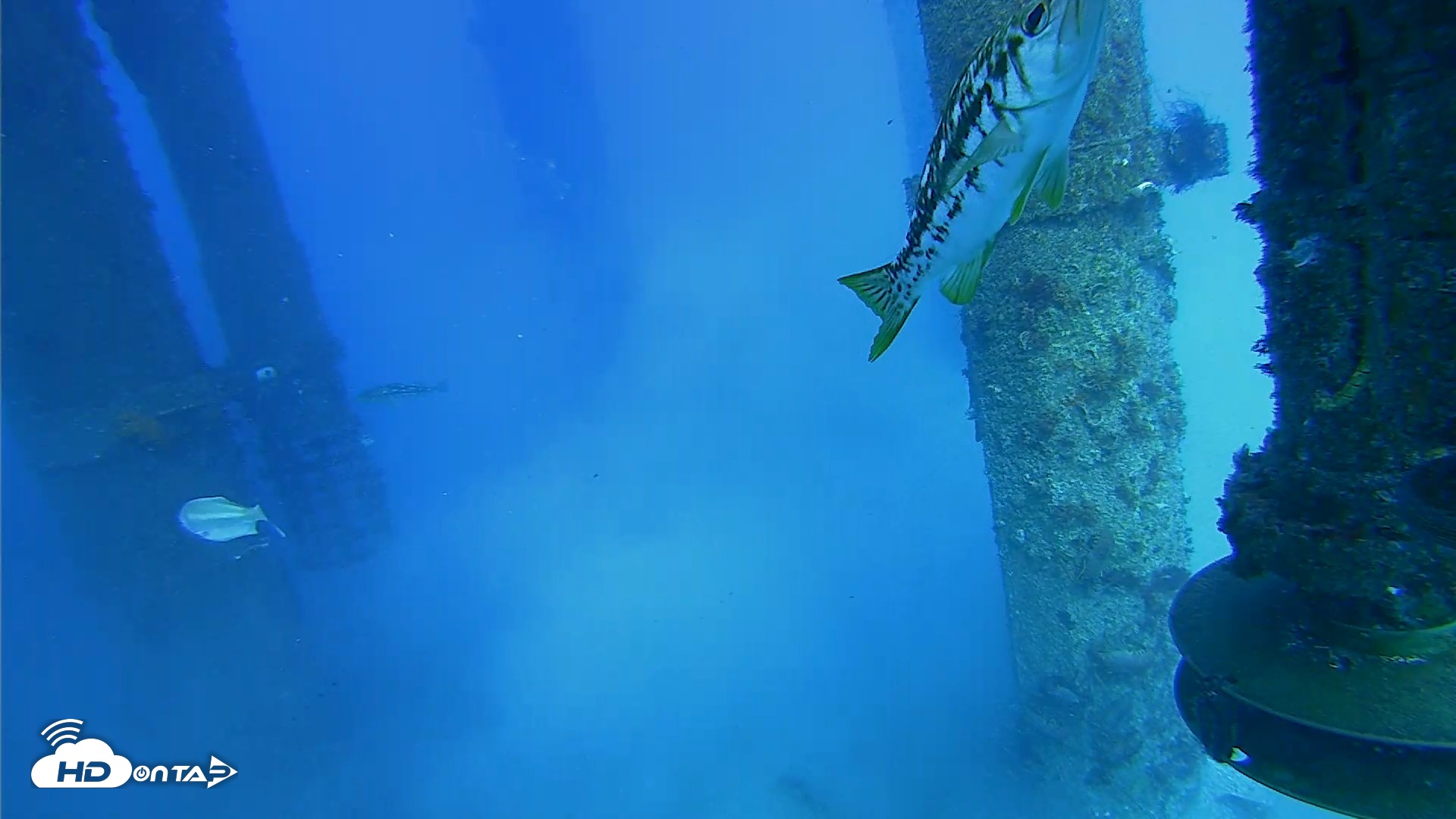 Snapshot of Scripps Pier Underwater Live Webcam taken Jul 29, 2026, 5:52pm PDT