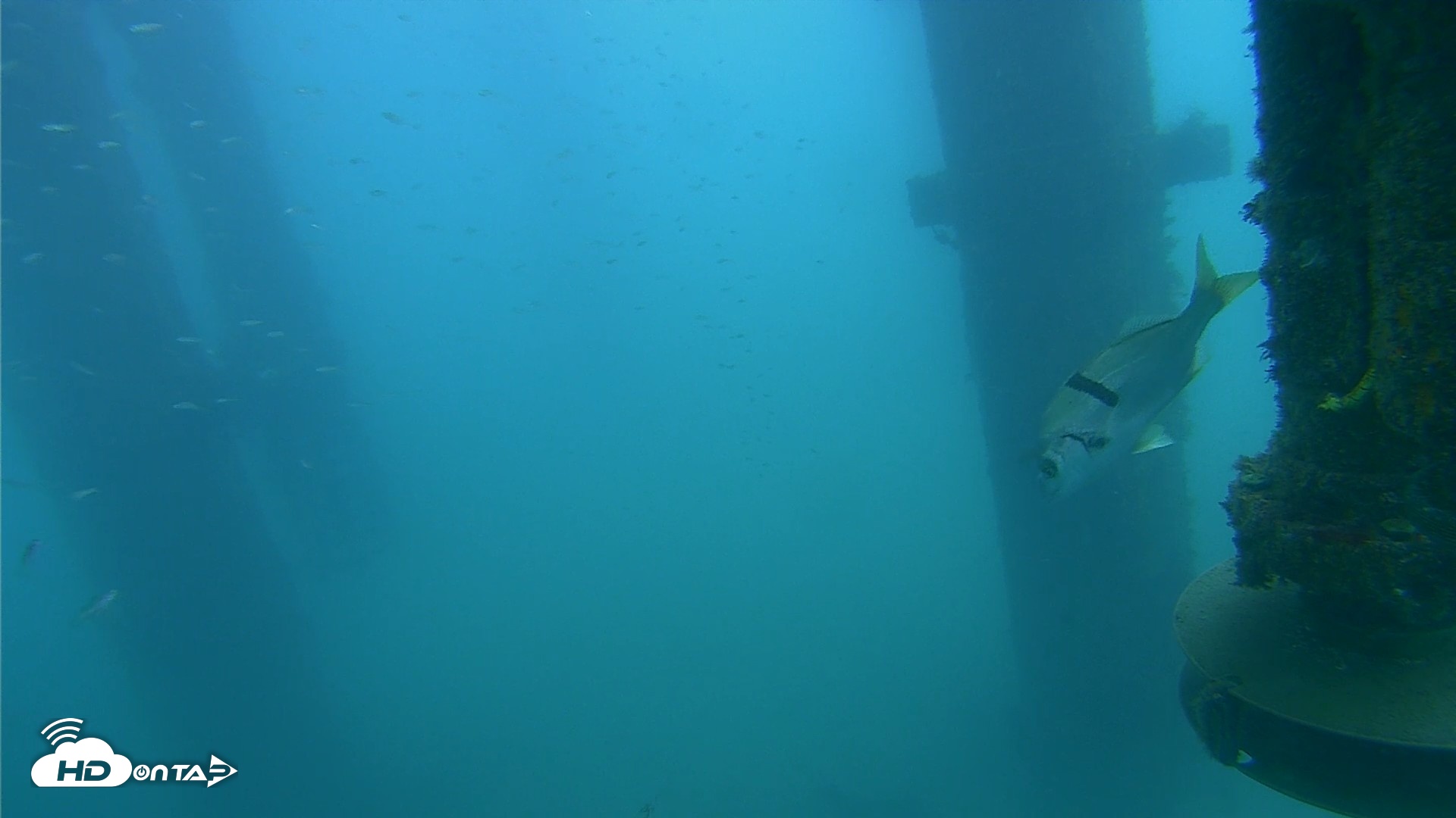 Snapshot of Scripps Pier Underwater Live Webcam taken Aug 3, 2026, 8:31am PDT