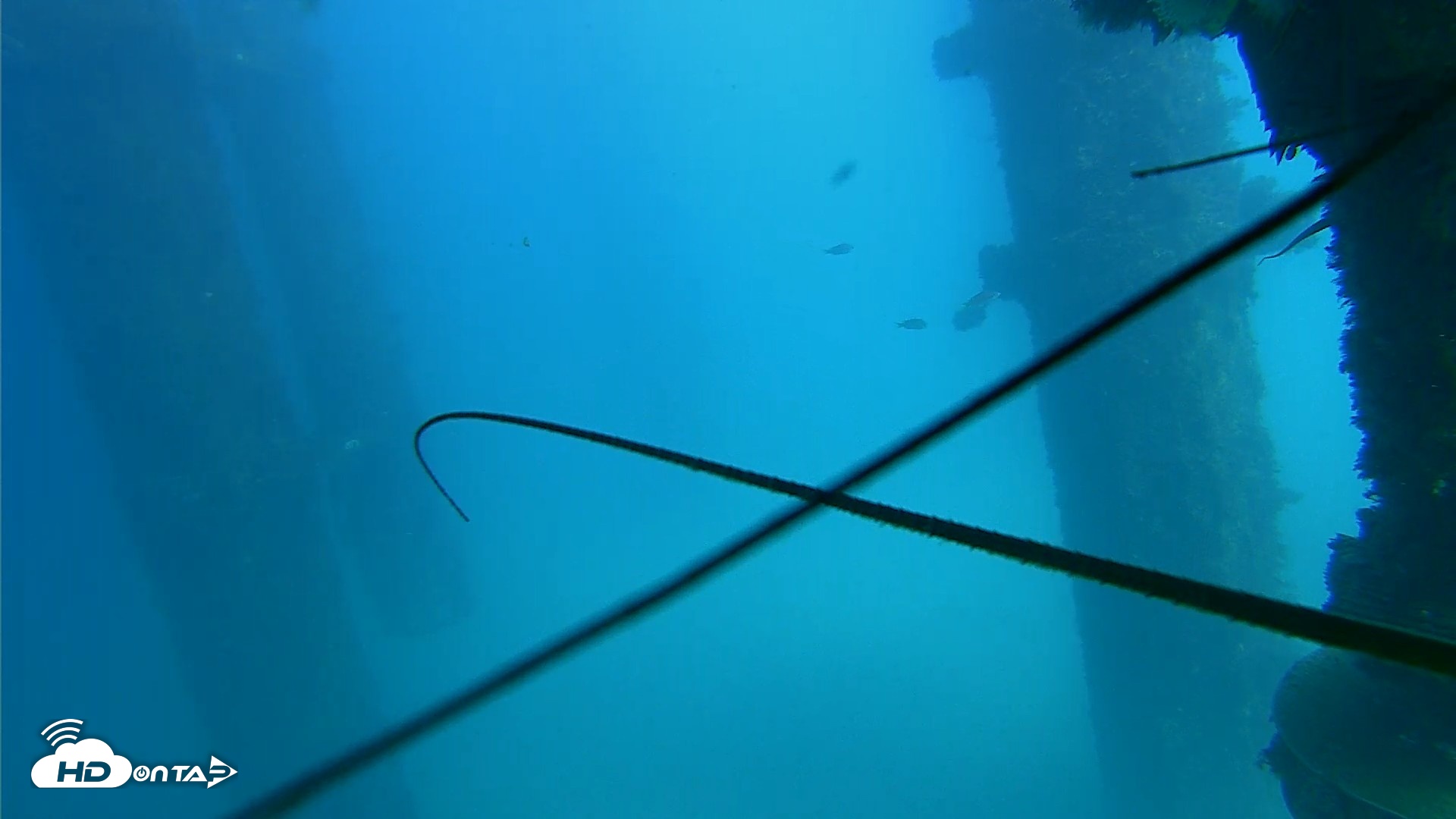 Snapshot of Scripps Pier Underwater Live Webcam taken Oct 14, 2026, 2:31pm PDT