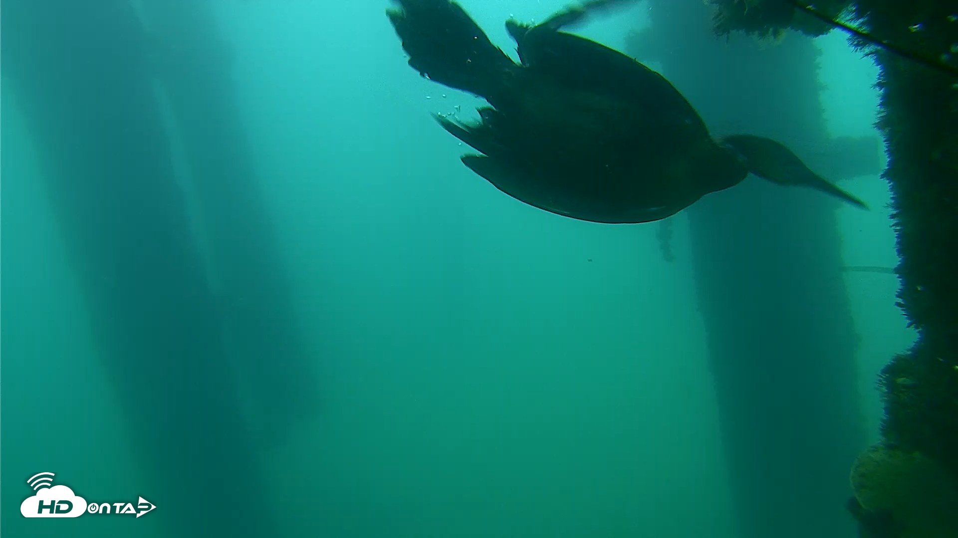 Snapshot of Scripps Pier Underwater Live Webcam taken Sep 18, 2026, 7:55am PDT