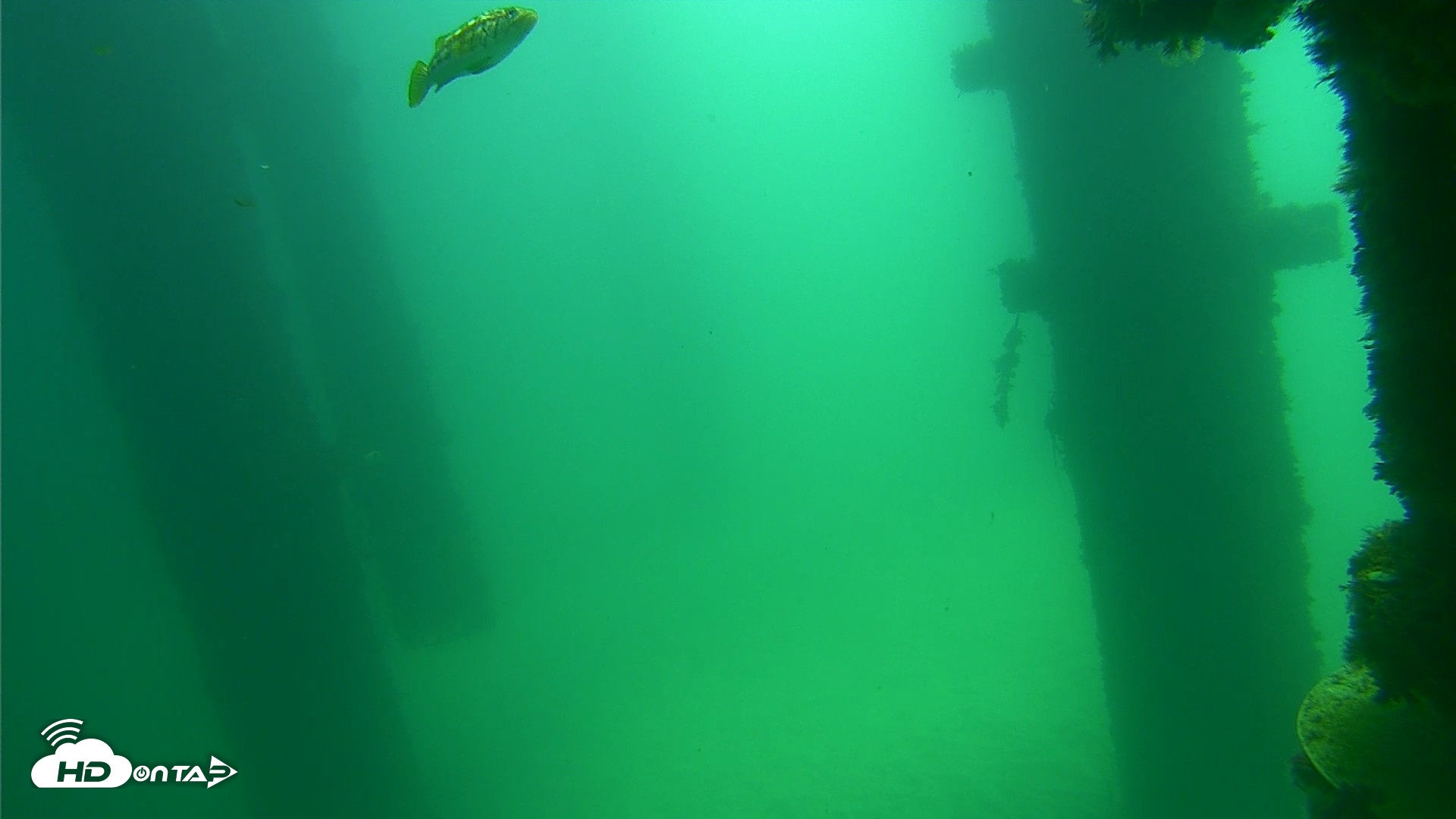 Snapshot of Scripps Pier Underwater Live Webcam taken Sep 17, 2026, 11:49am PDT