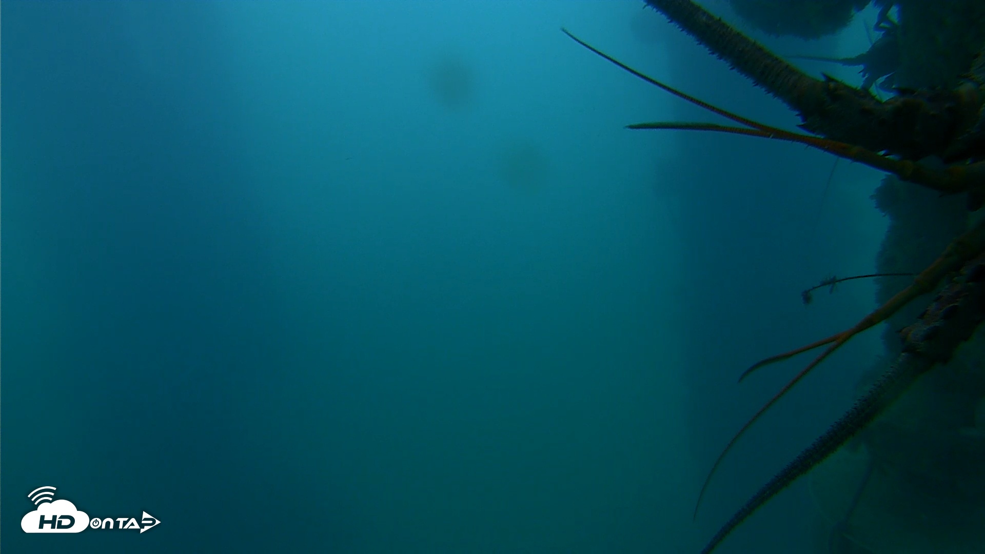 Snapshot of Scripps Pier Underwater Live Webcam taken Sep 23, 2025, 6:48am PDT