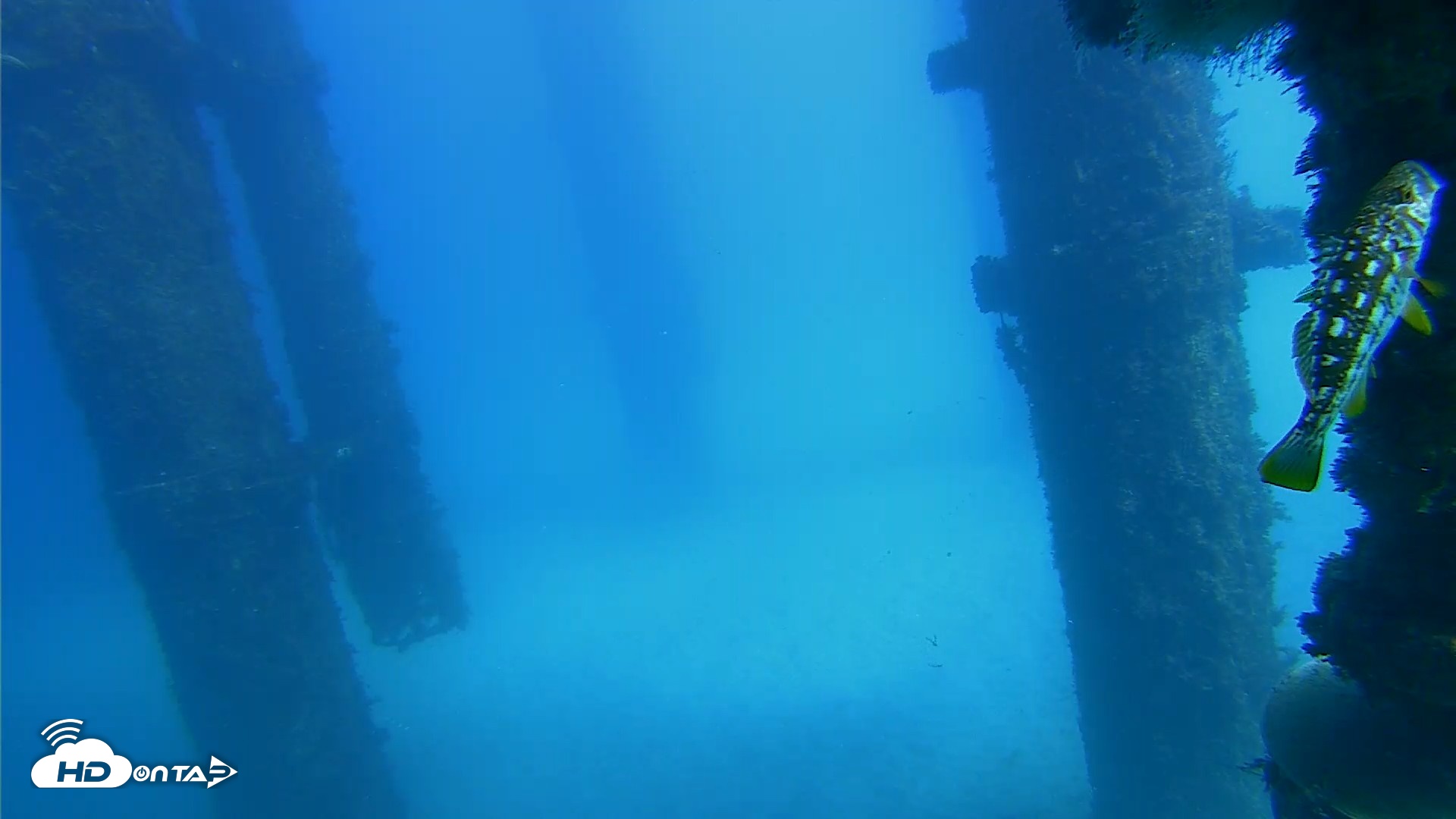 Snapshot of Scripps Pier Underwater Live Webcam taken Oct 20, 2026, 1:48pm PDT