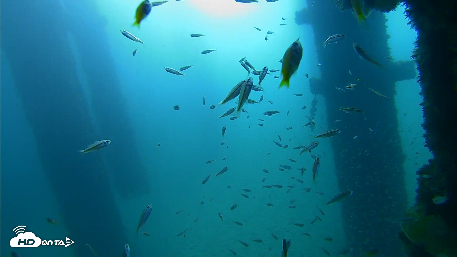 Snapshot of Scripps Pier Underwater Live Webcam taken Sep 25, 2026, 9:07am PDT