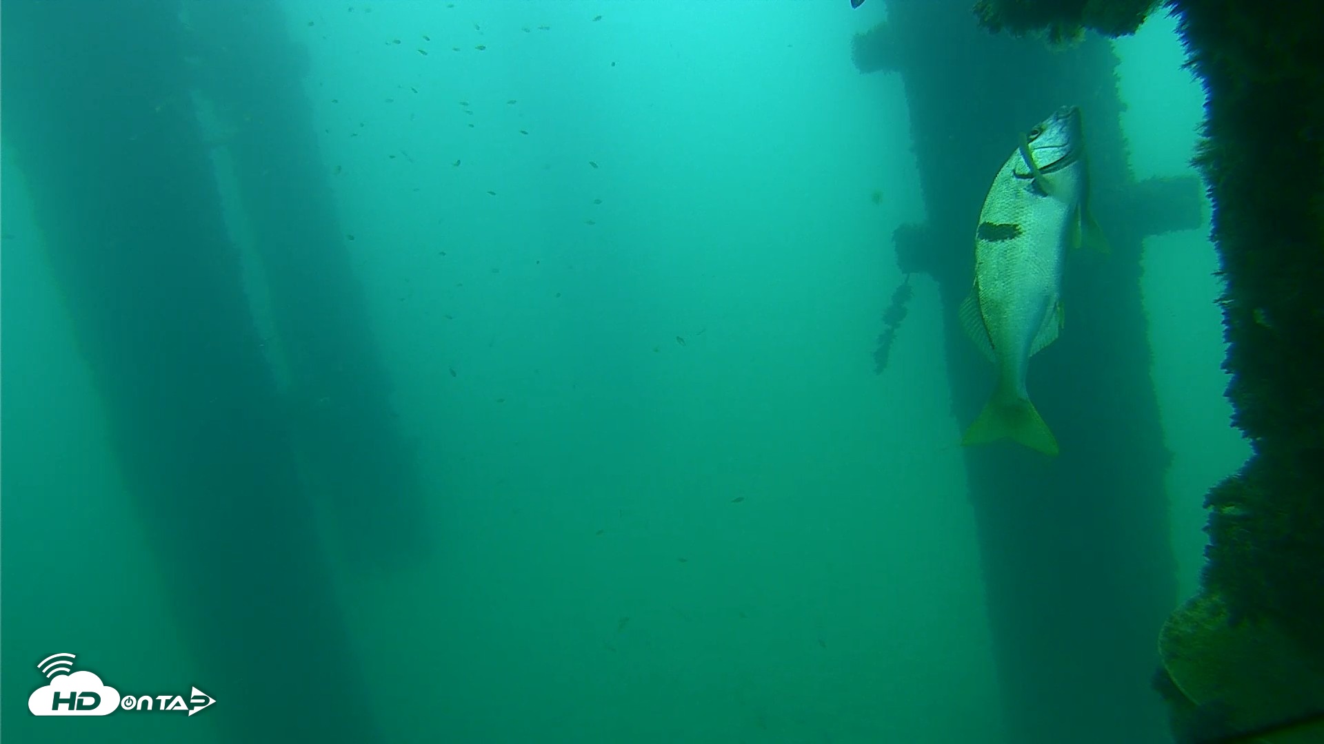 Snapshot of Scripps Pier Underwater Live Webcam taken Sep 21, 2026, 8:41am PDT