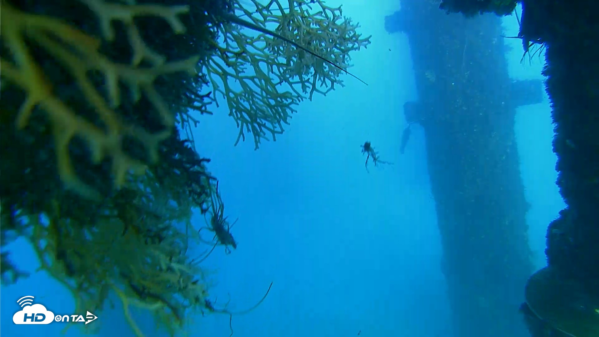 Snapshot of Scripps Pier Underwater Live Webcam taken Sep 30, 2026, 5:26pm PDT