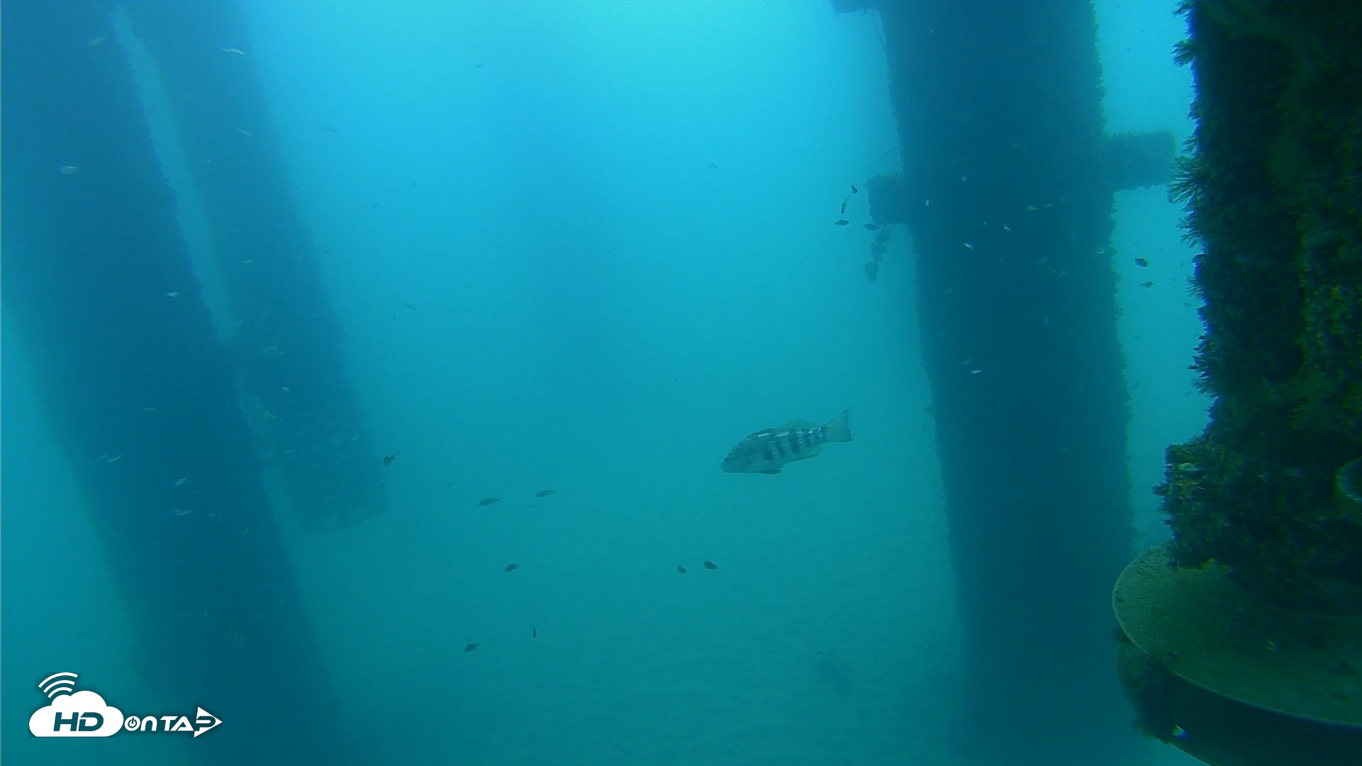 Snapshot of Scripps Pier Underwater Live Webcam taken Aug 25, 2026, 7:11am PDT