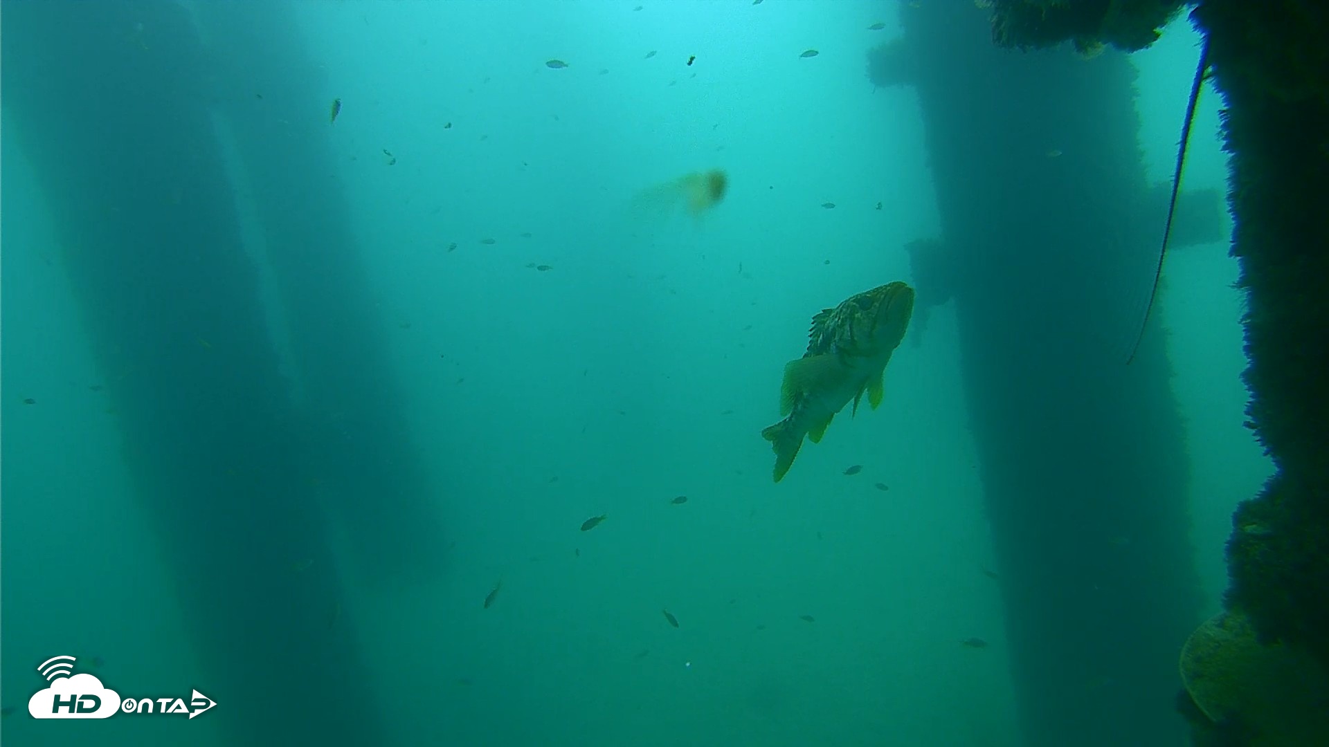 Snapshot of Scripps Pier Underwater Live Webcam taken Sep 18, 2026, 9:52am PDT