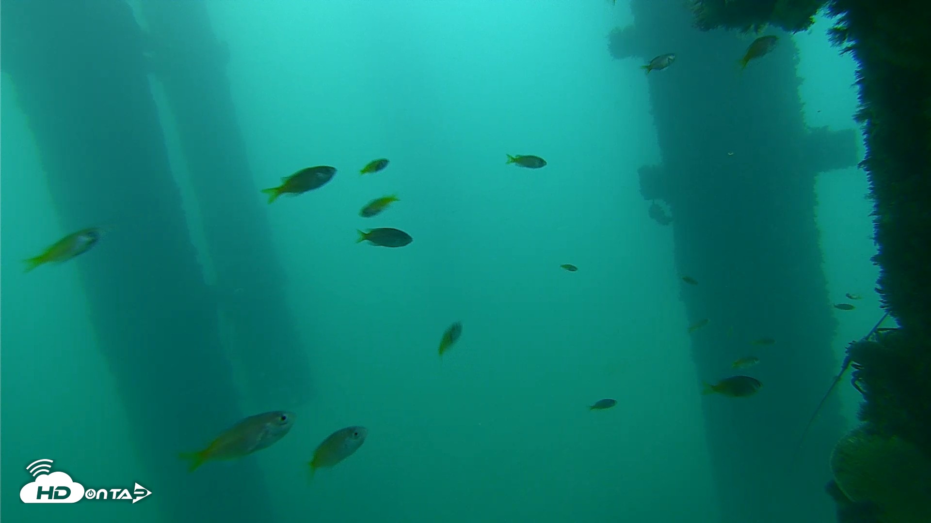 Snapshot of Scripps Pier Underwater Live Webcam taken Sep 16, 2026, 7:14am PDT