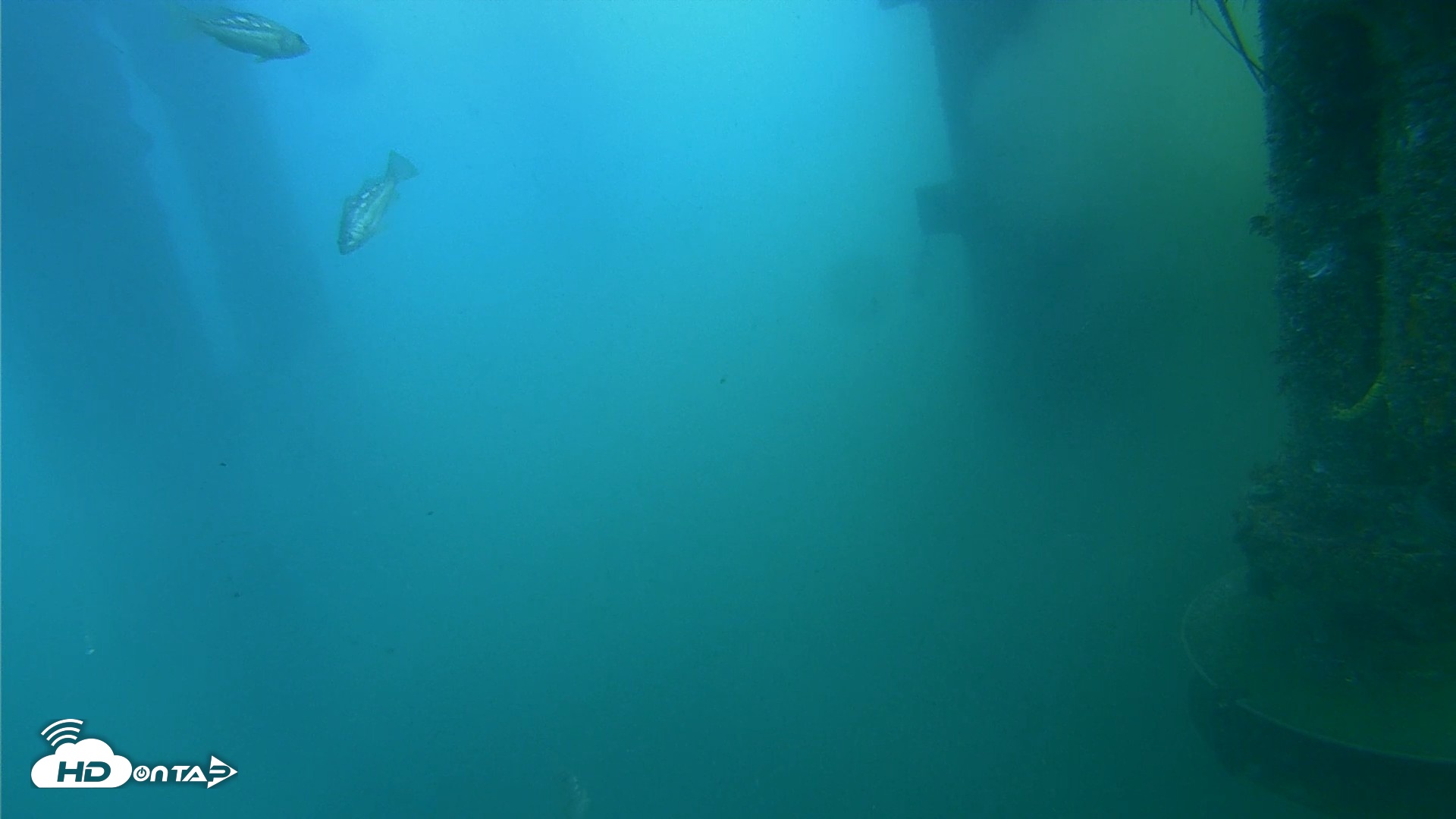 Snapshot of Scripps Pier Underwater Live Webcam taken Jul 27, 2026, 8:17am PDT