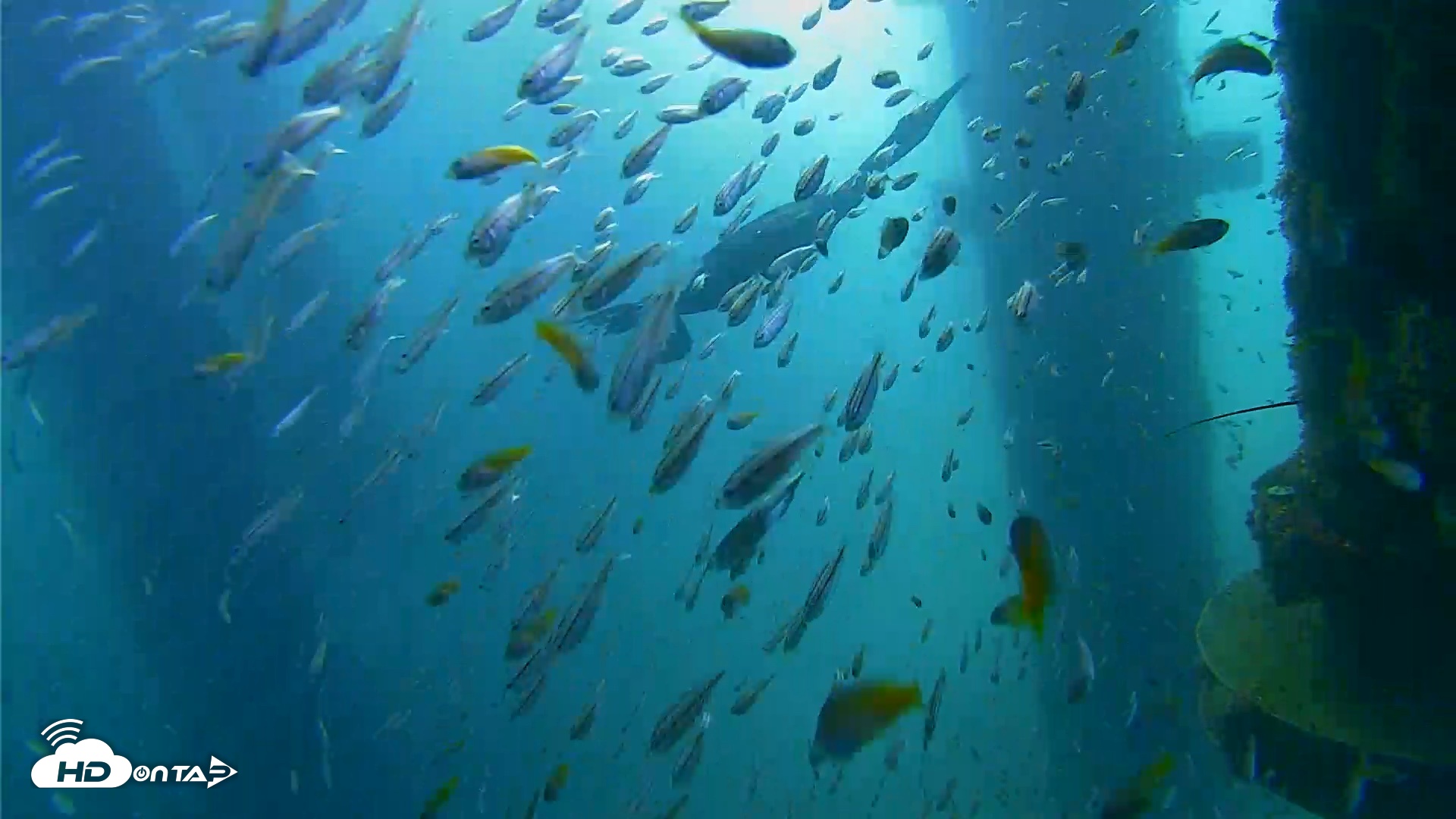 Snapshot of Scripps Pier Underwater Live Webcam taken Aug 30, 2026, 8:44am PDT