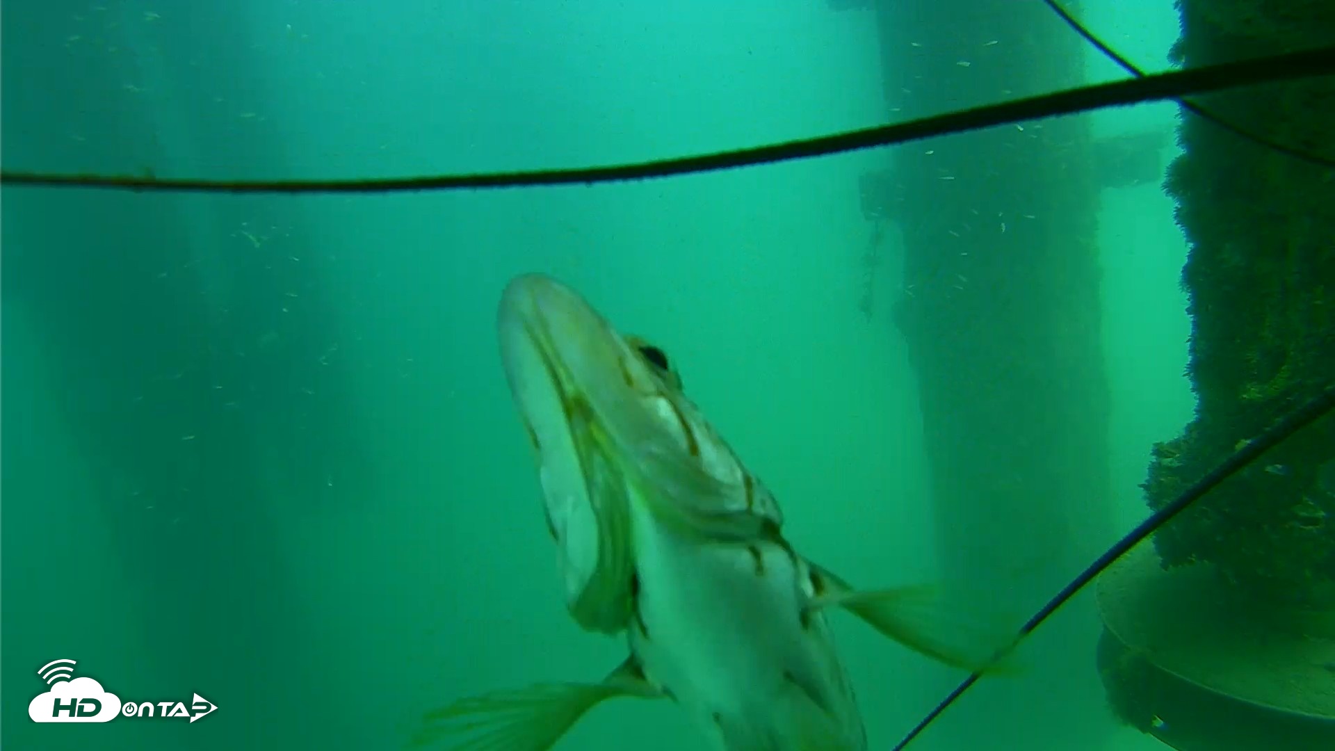 Snapshot of Scripps Pier Underwater Live Webcam taken Aug 14, 2026, 2:27pm PDT