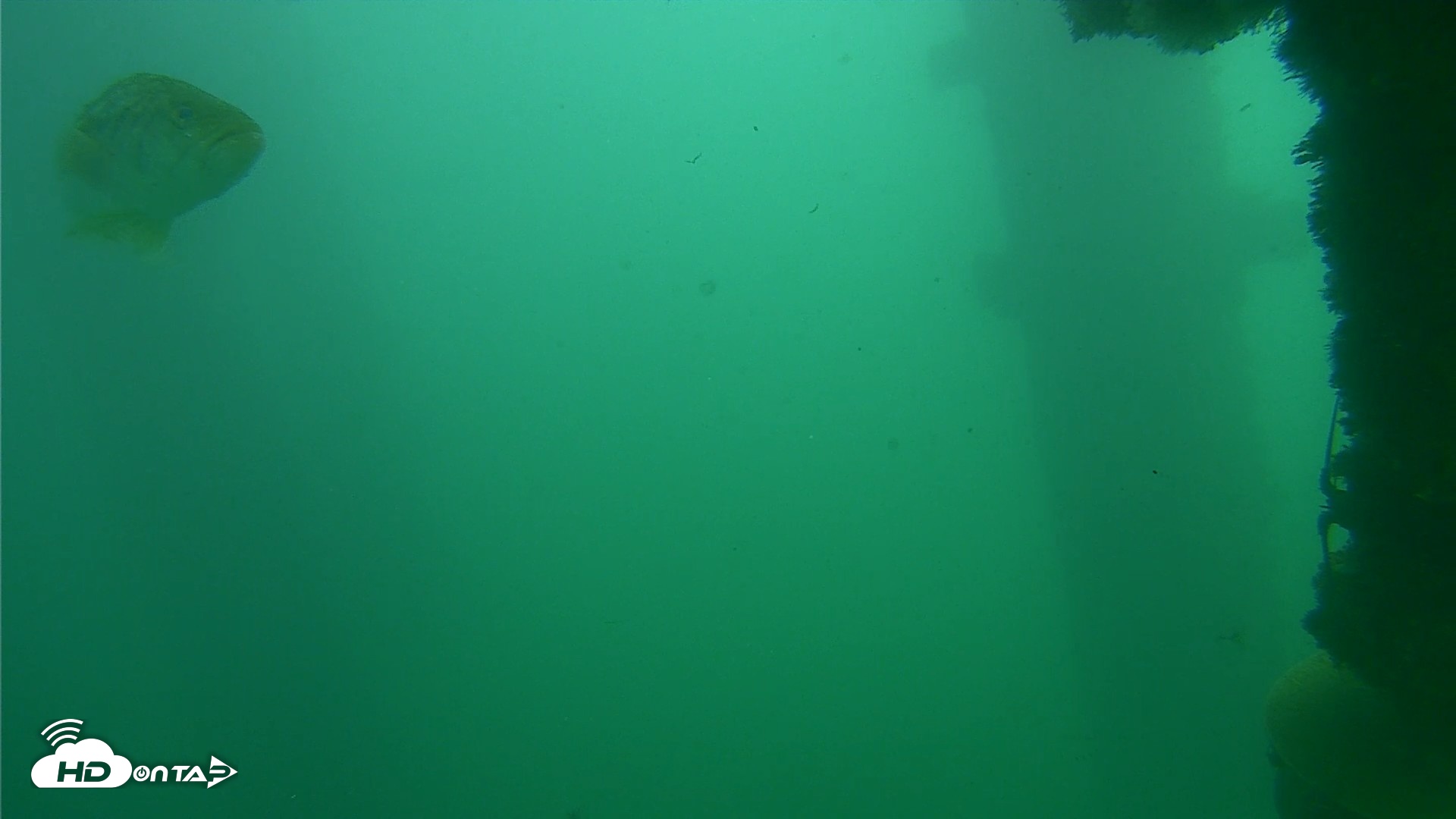 Snapshot of Scripps Pier Underwater Live Webcam taken Oct 23, 2026, 1:03pm PDT