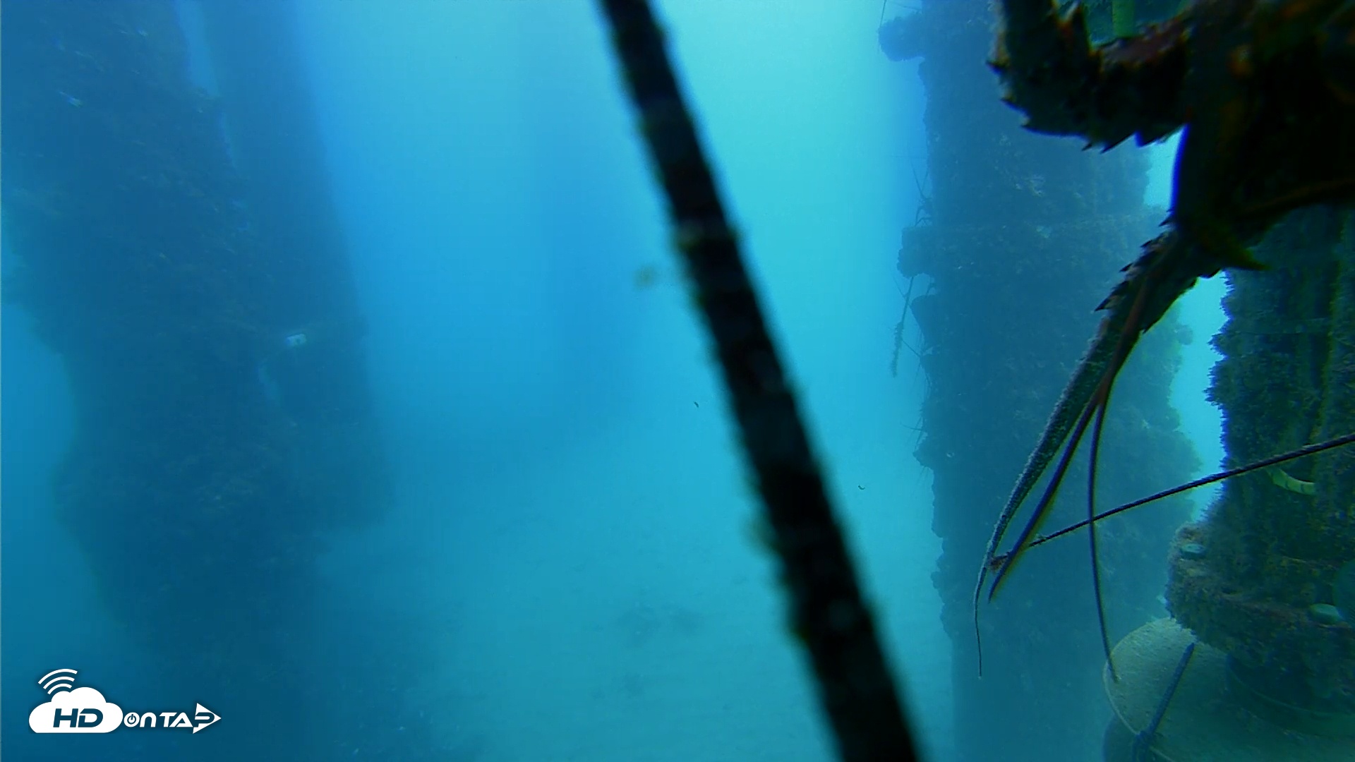 Snapshot of Scripps Pier Underwater Live Webcam taken Aug 26, 2025, 1:49pm PDT