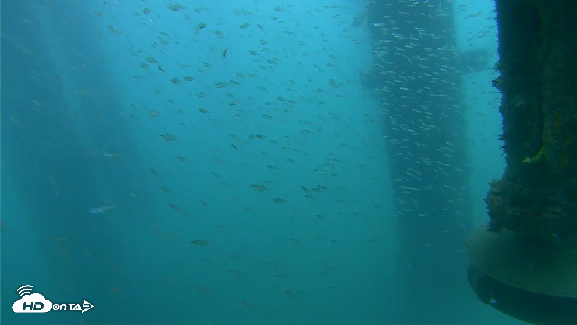 Snapshot of Scripps Pier Underwater Live Webcam taken Aug 3, 2026, 8:51am PDT
