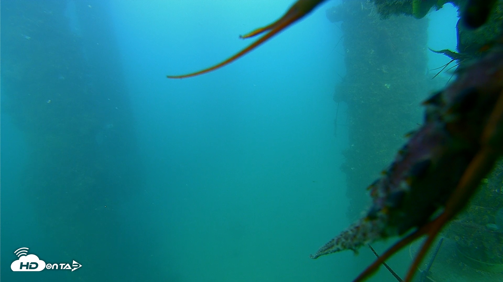 Snapshot of Scripps Pier Underwater Live Webcam taken Aug 26, 2025, 6:37pm PDT