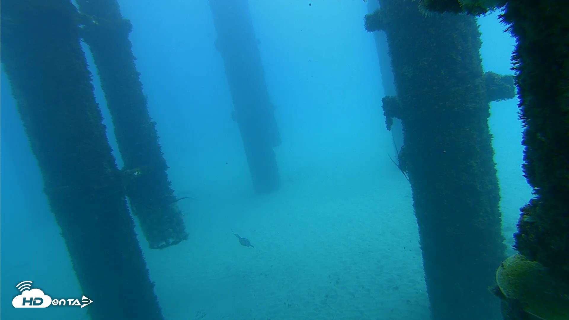 Snapshot of Scripps Pier Underwater Live Webcam taken Oct 7, 2026, 1:07pm PDT