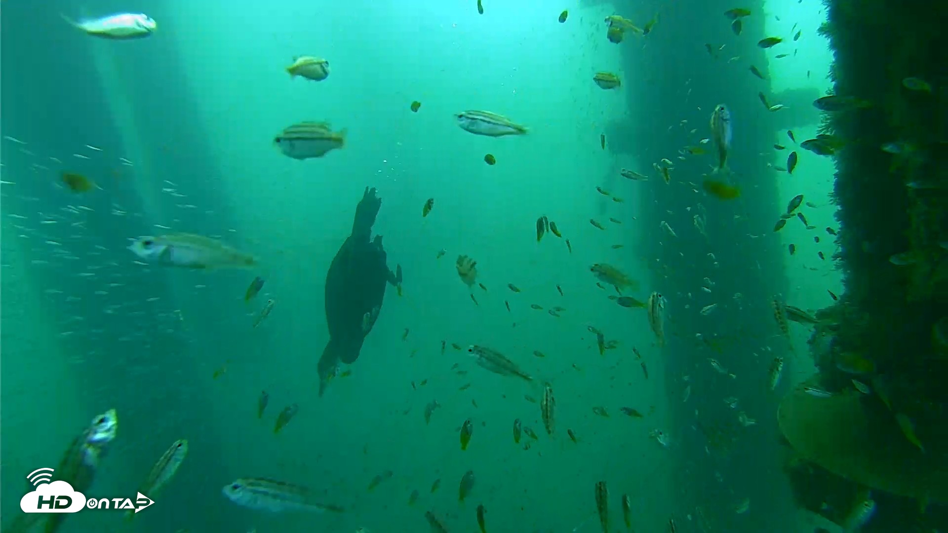 Snapshot of Scripps Pier Underwater Live Webcam taken Aug 28, 2026, 8:33am PDT