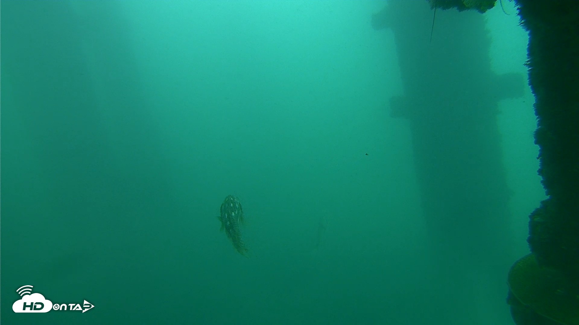 Snapshot of Scripps Pier Underwater Live Webcam taken Oct 11, 2026, 11:59am PDT