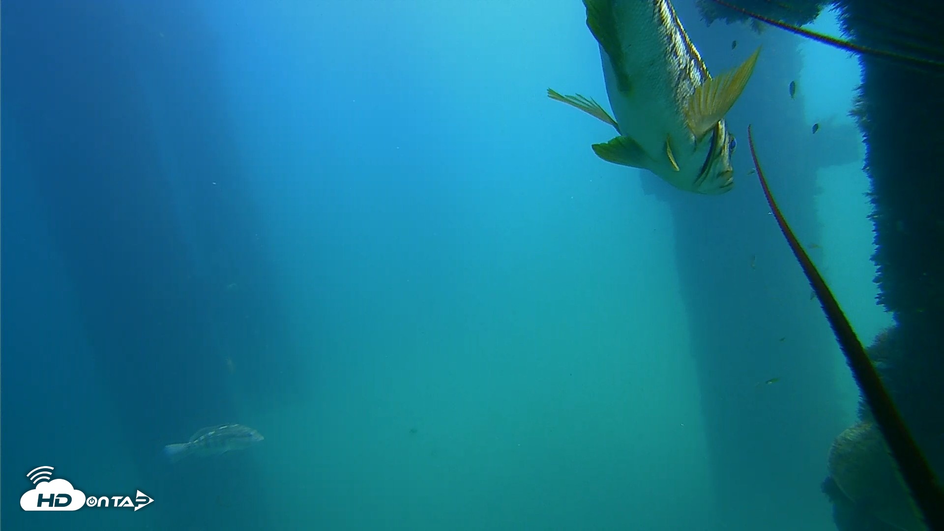 Snapshot of Scripps Pier Underwater Live Webcam taken Sep 22, 2026, 1:02pm PDT