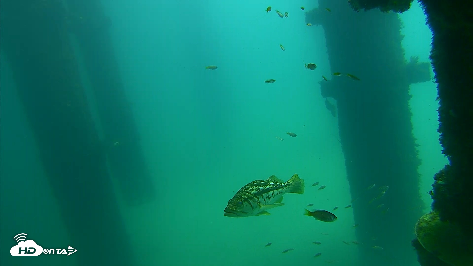 Snapshot of Scripps Pier Underwater Live Webcam taken Sep 23, 2026, 12:20pm PDT