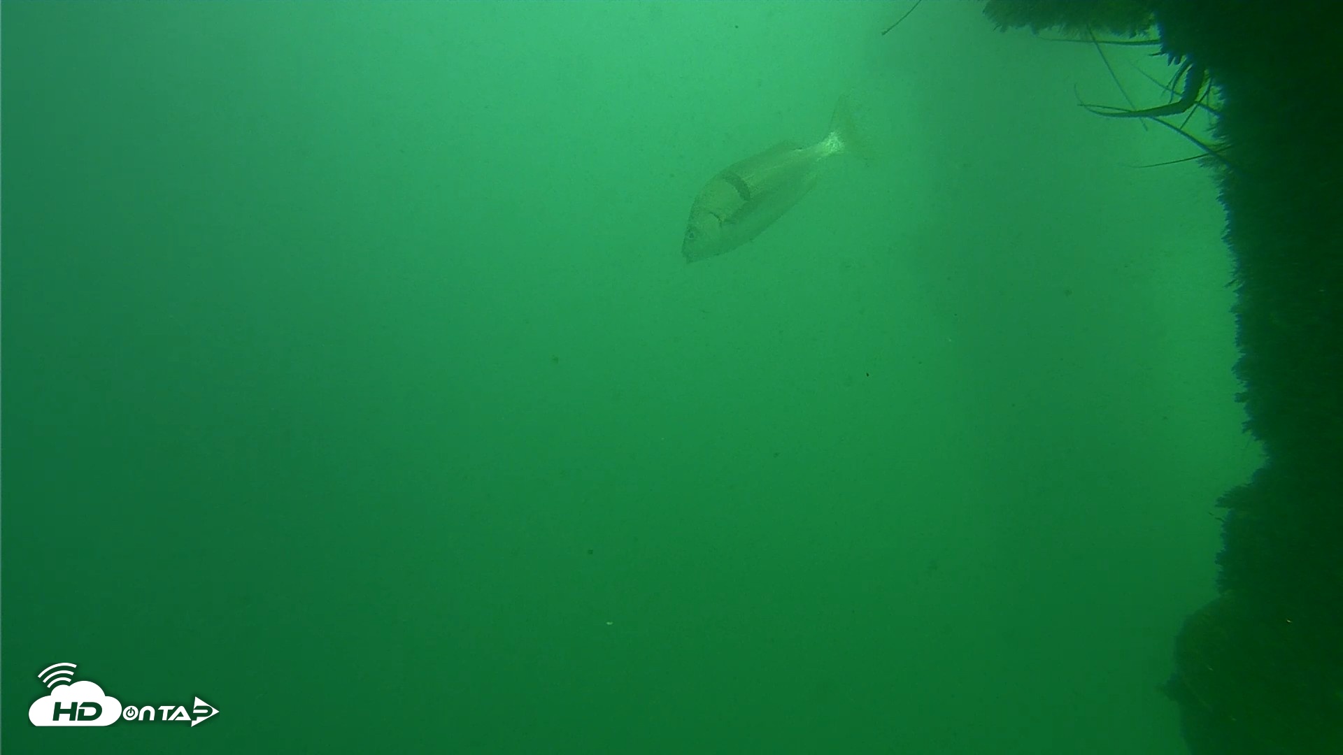 Snapshot of Scripps Pier Underwater Live Webcam taken Sep 29, 2026, 1:50pm PDT