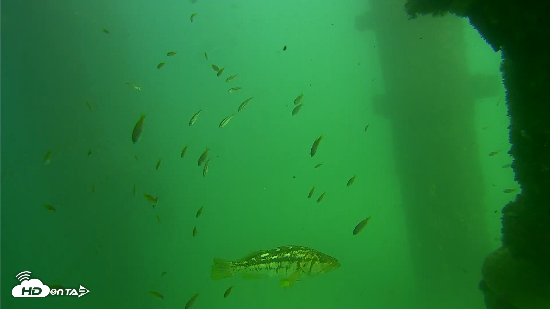 Snapshot of Scripps Pier Underwater Live Webcam taken Sep 18, 2026, 2:46pm PDT