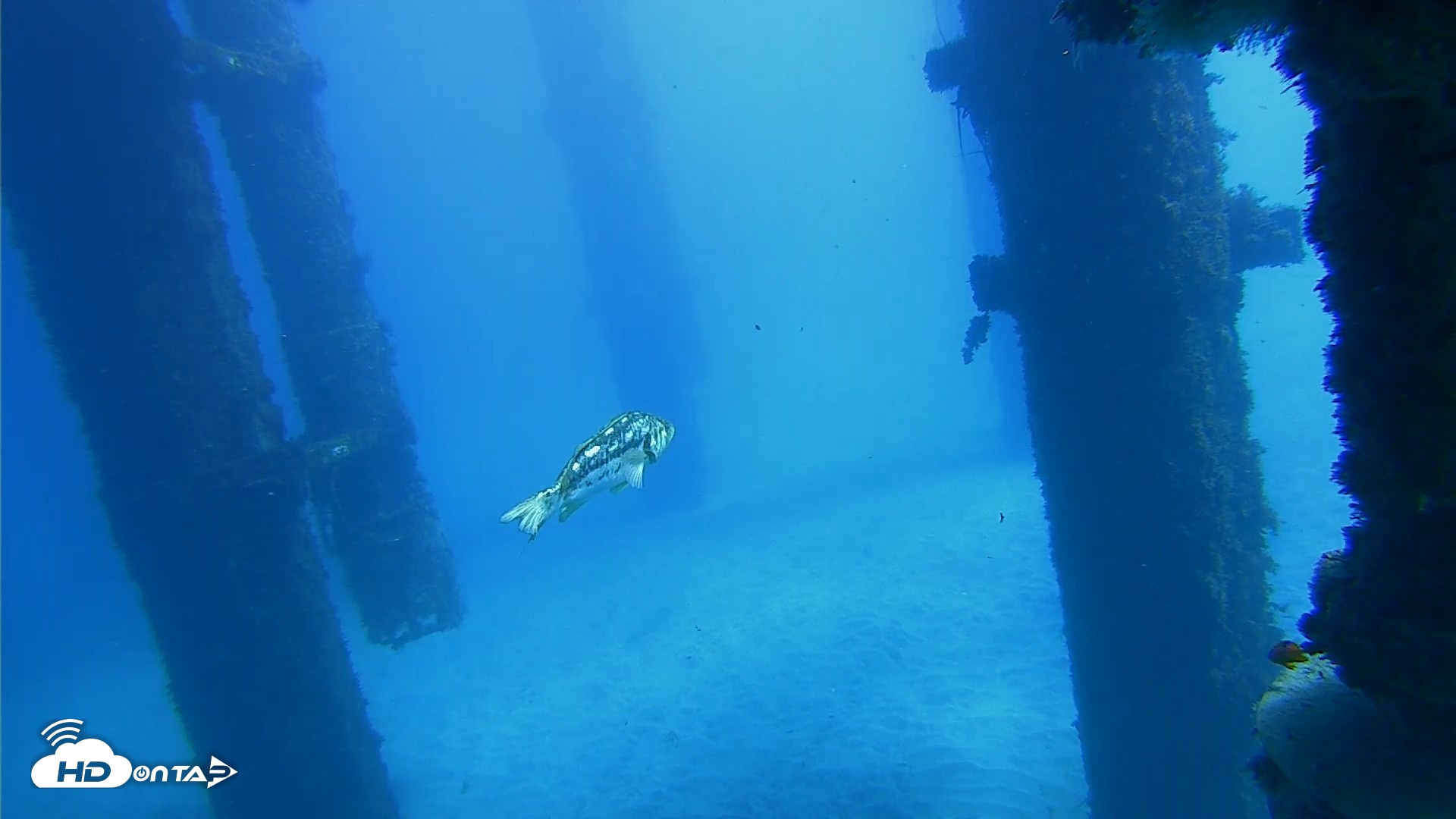 Snapshot of Scripps Pier Underwater Live Webcam taken Oct 19, 2026, 12:57pm PDT