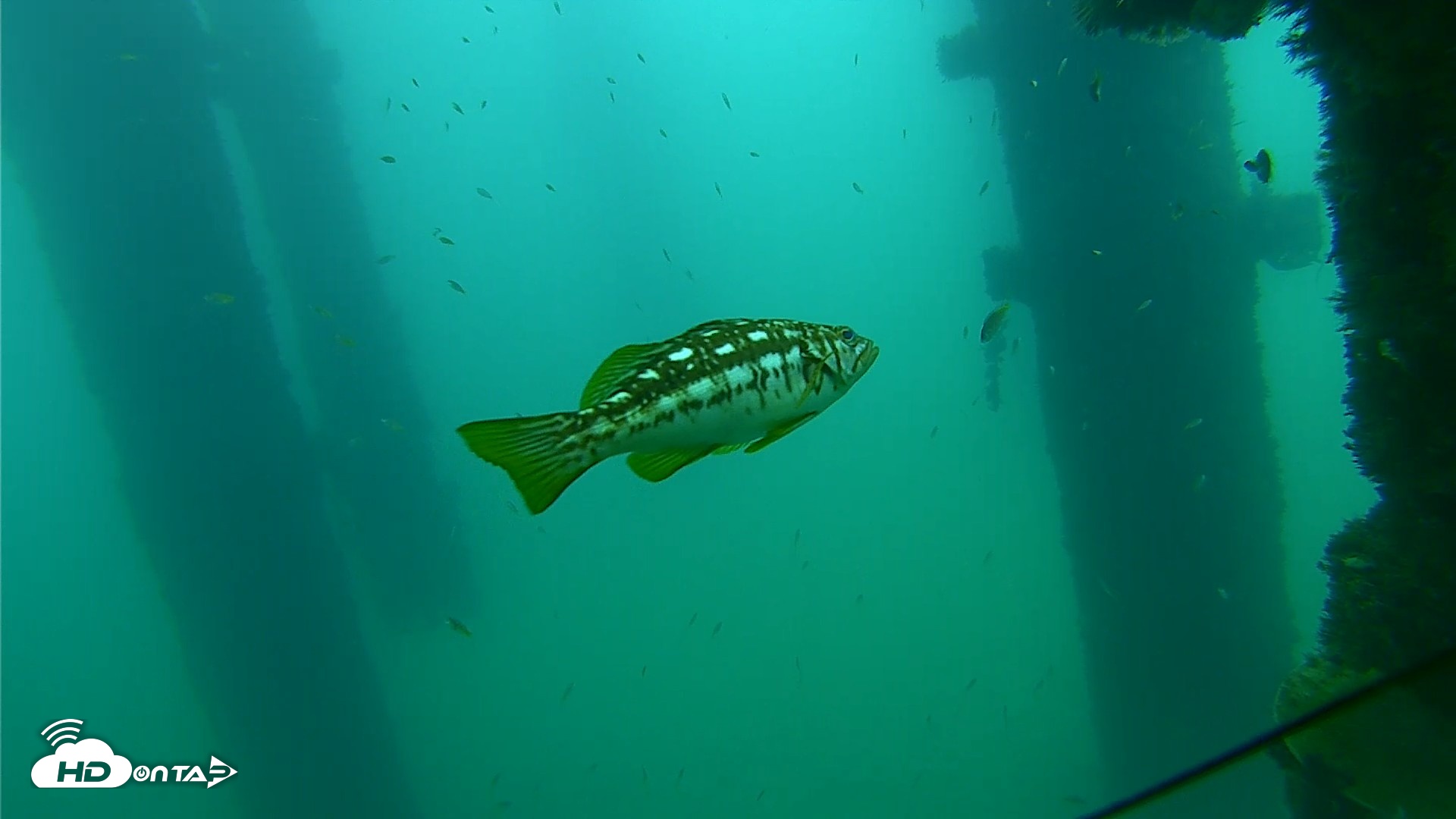 Snapshot of Scripps Pier Underwater Live Webcam taken Sep 21, 2026, 8:48am PDT