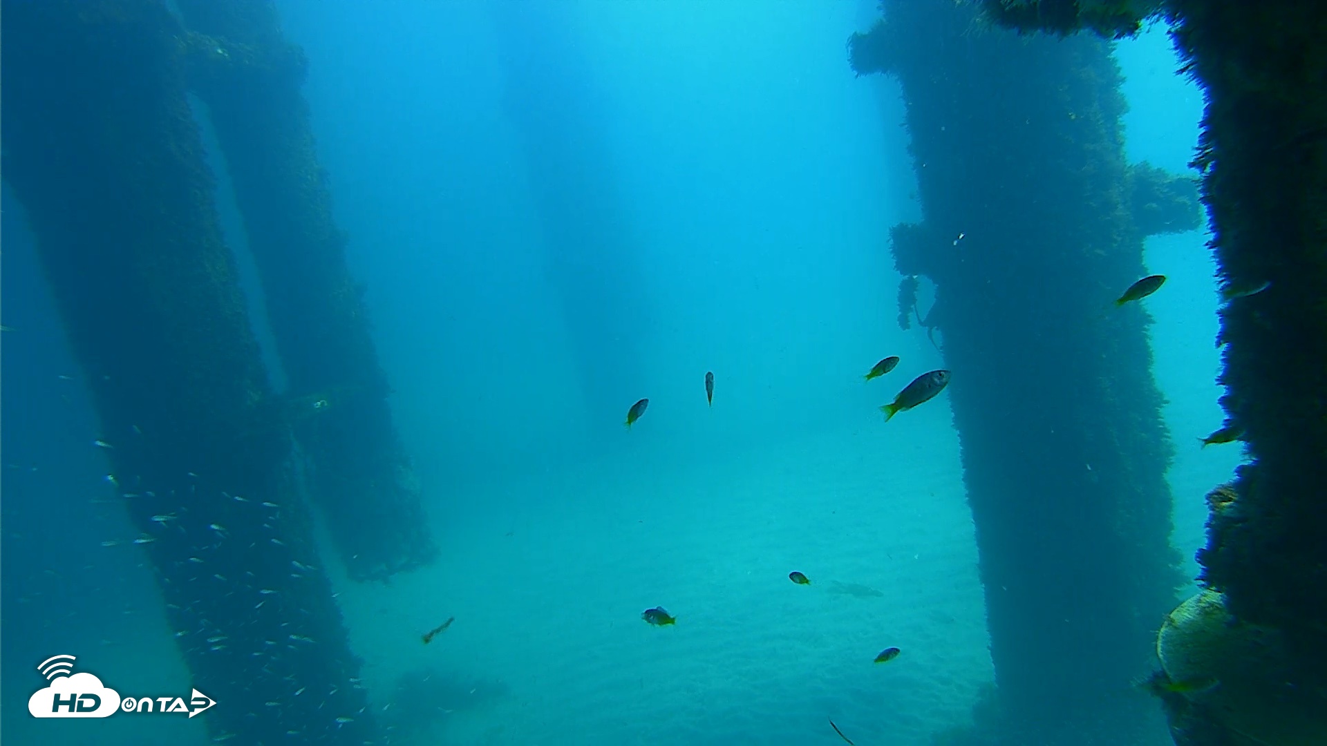 Snapshot of Scripps Pier Underwater Live Webcam taken Oct 6, 2026, 12:34pm PDT
