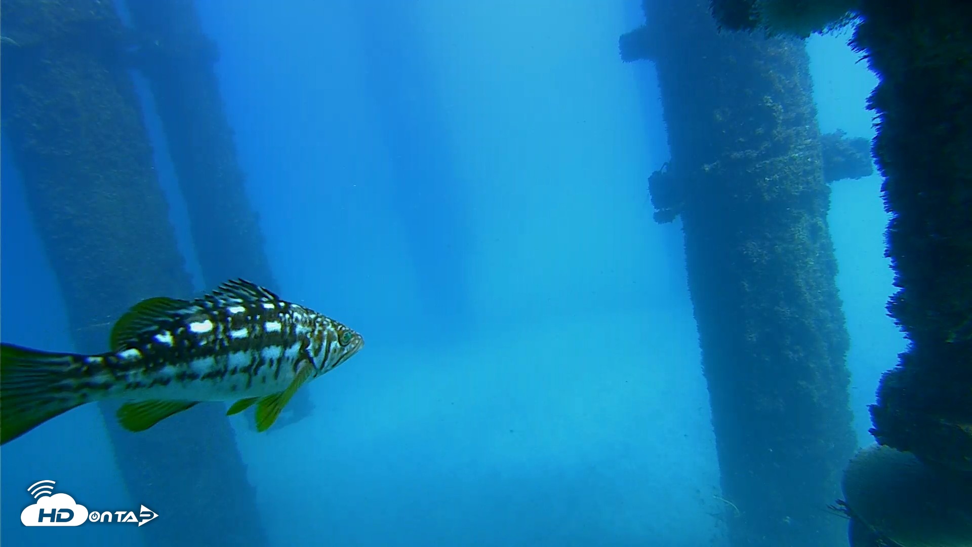 Snapshot of Scripps Pier Underwater Live Webcam taken Oct 20, 2026, 1:52pm PDT