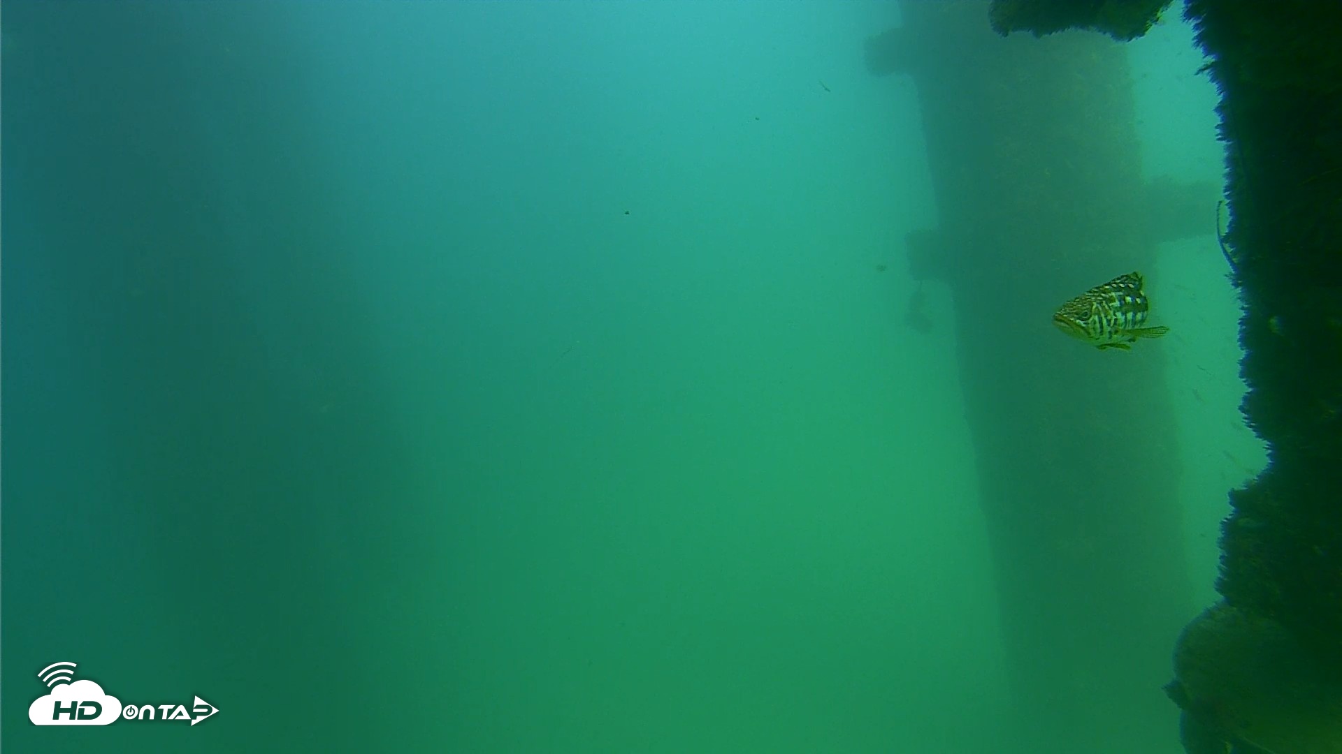 Snapshot of Scripps Pier Underwater Live Webcam taken Sep 18, 2026, 3:17pm PDT