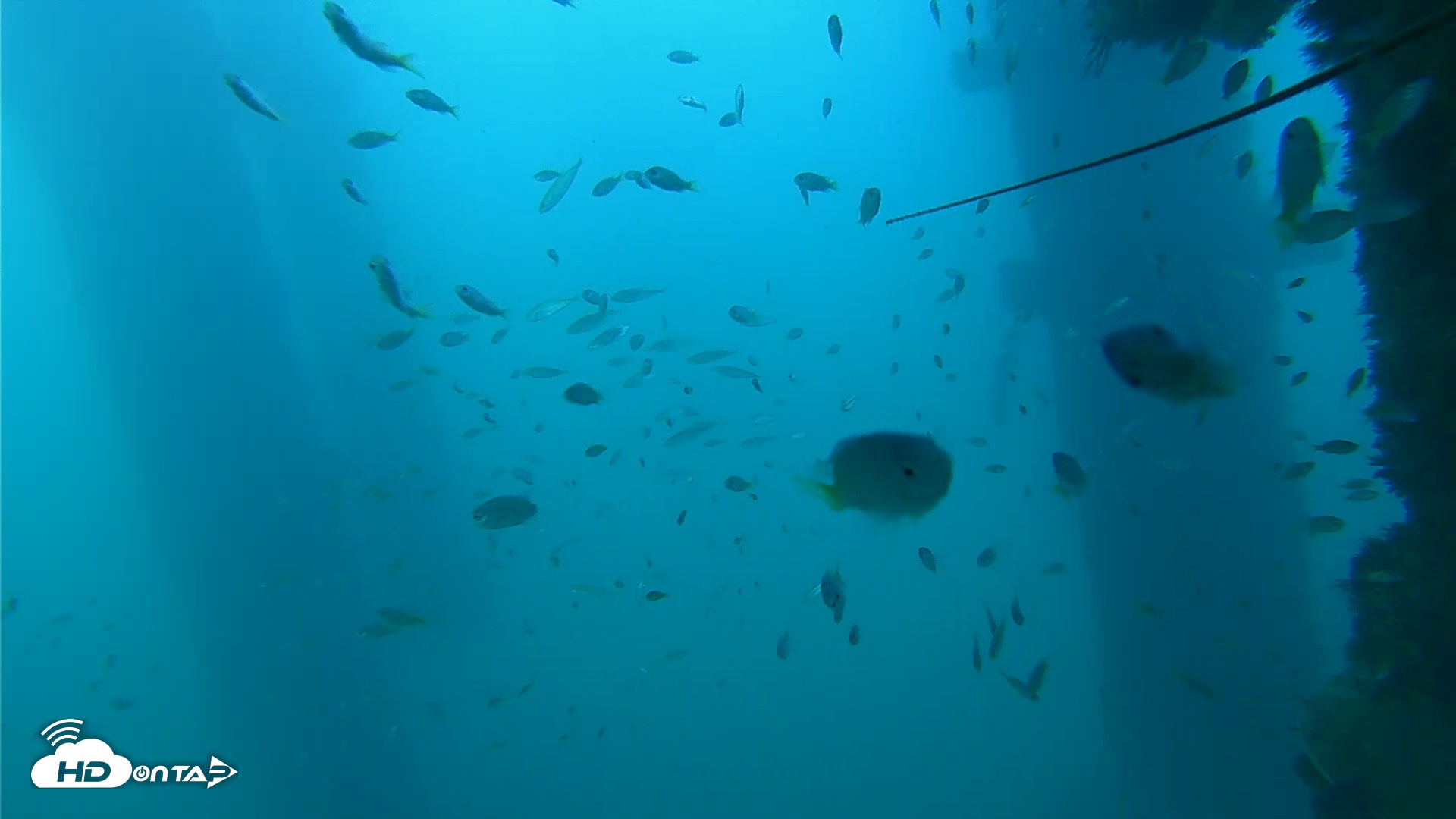 Snapshot of Scripps Pier Underwater Live Webcam taken Sep 16, 2026, 5:42pm PDT
