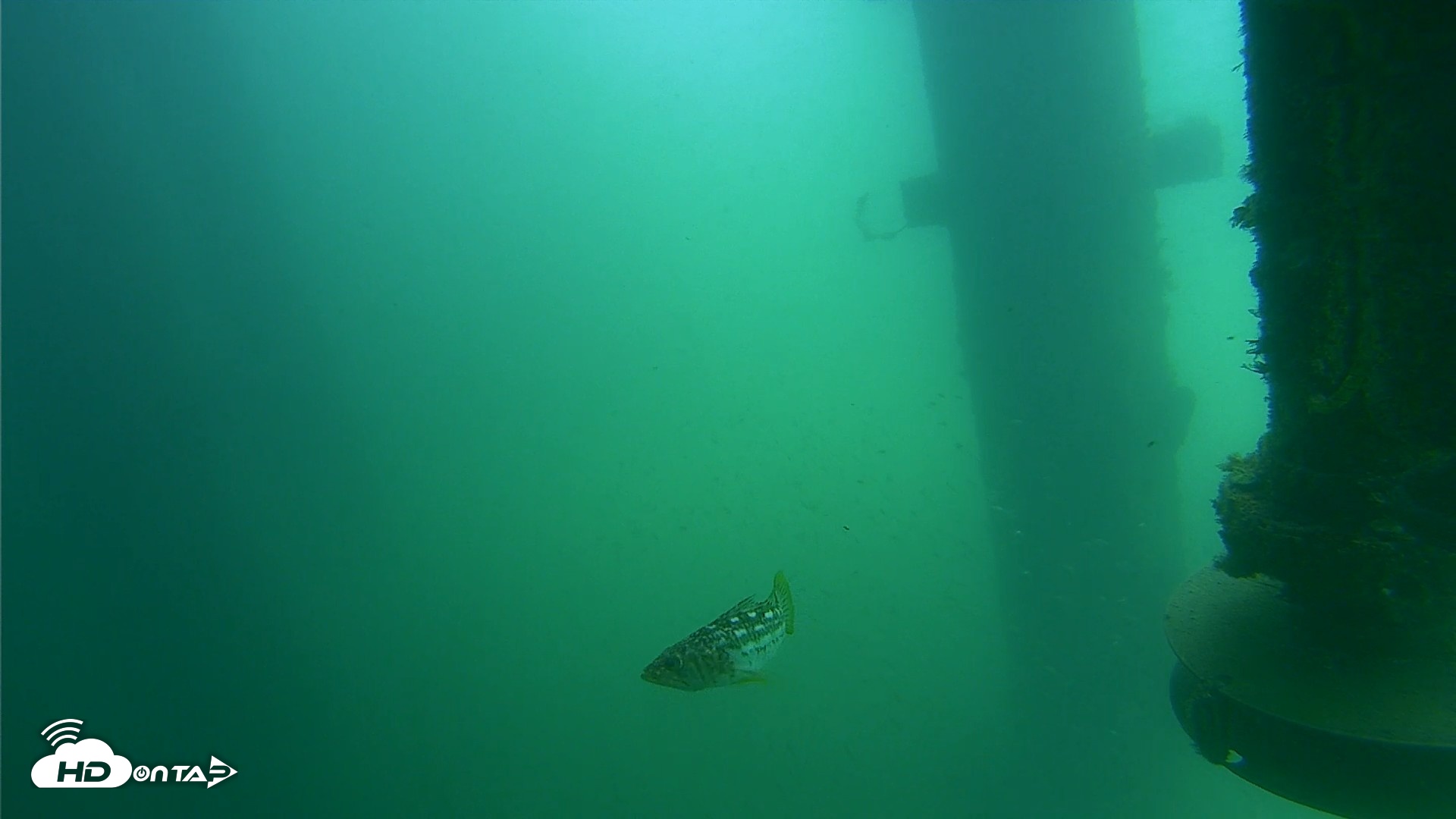 Snapshot of Scripps Pier Underwater Live Webcam taken Jul 31, 2026, 11:30am PDT