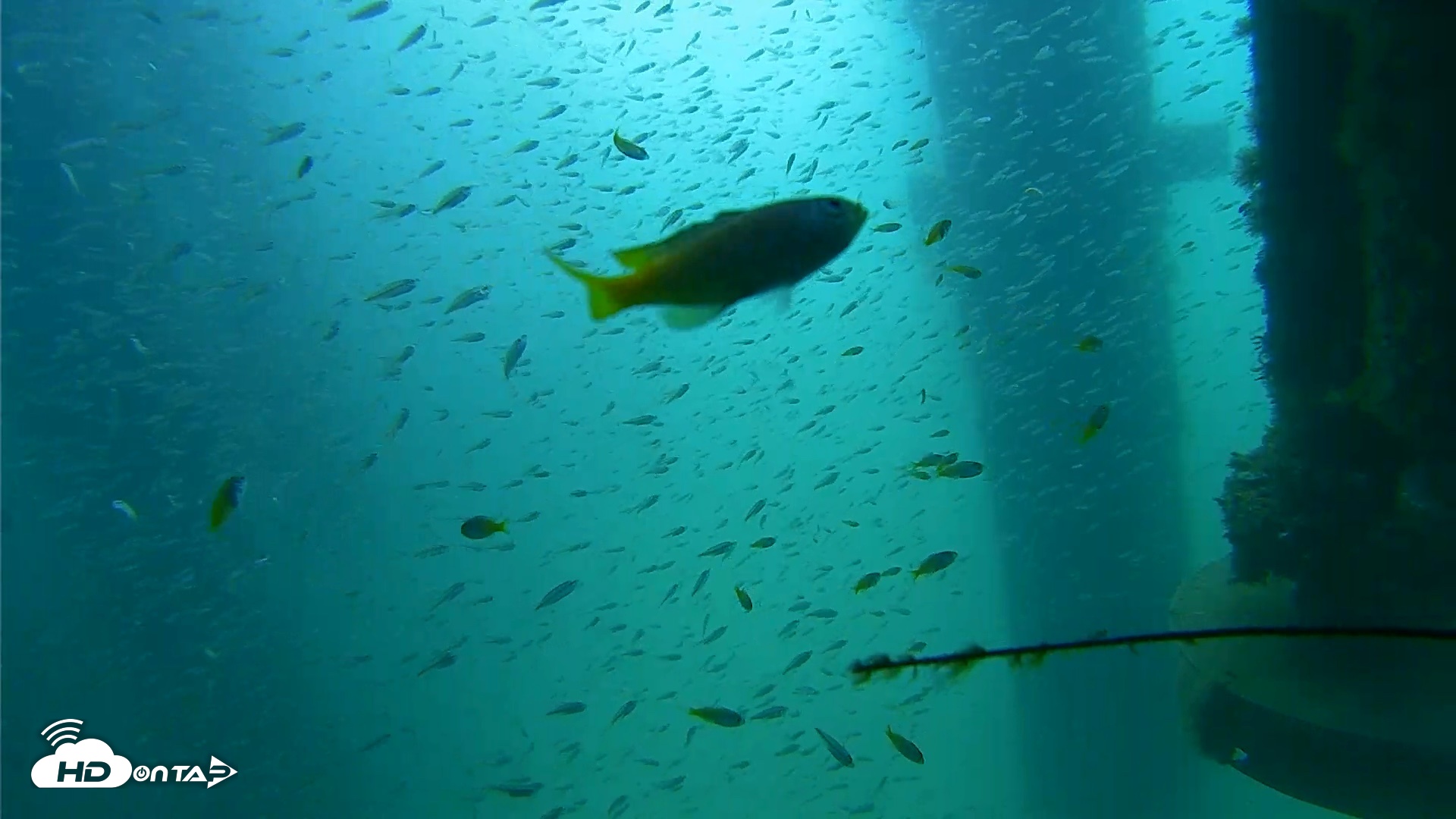 Snapshot of Scripps Pier Underwater Live Webcam taken Aug 10, 2026, 10:22am PDT