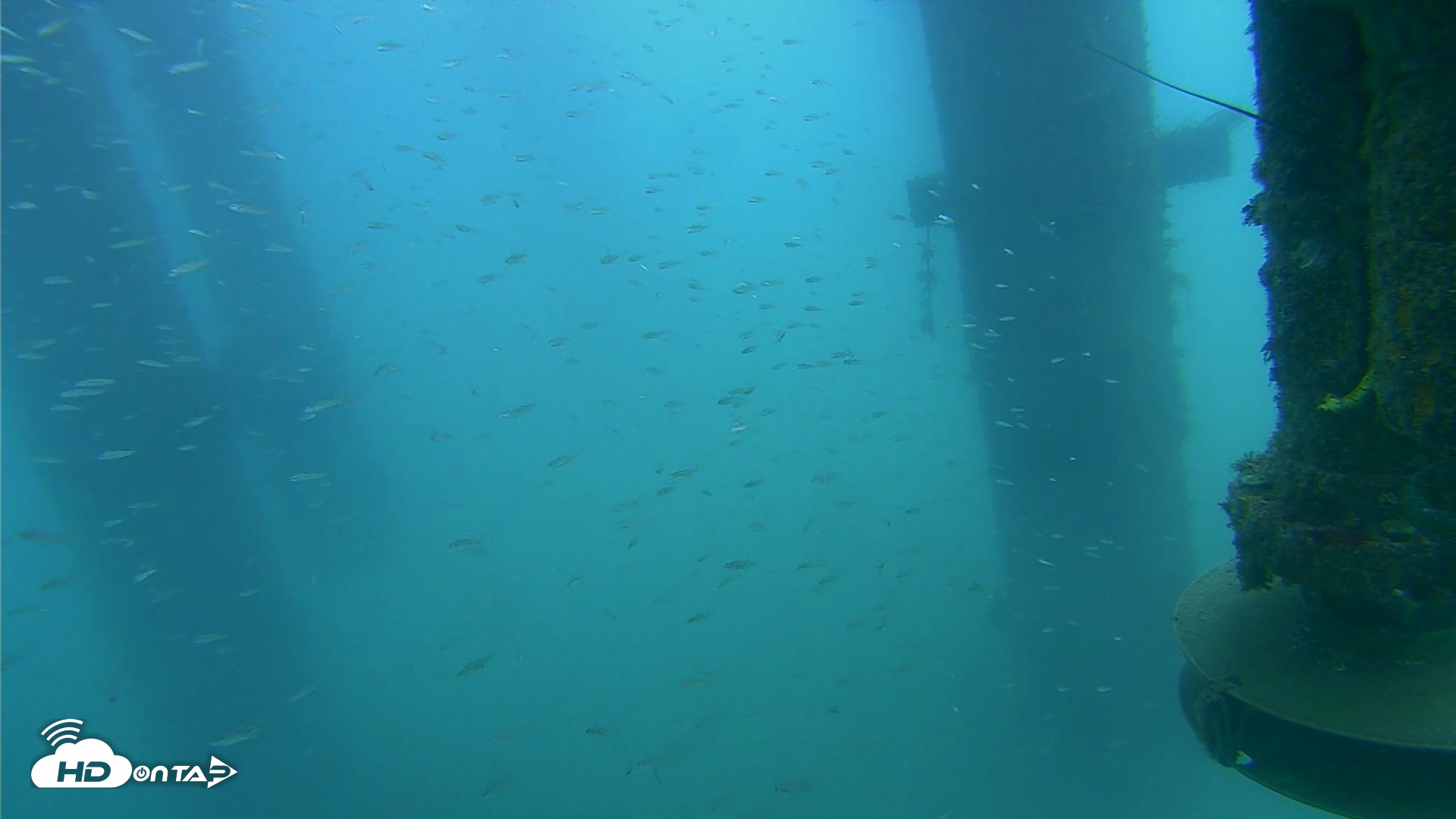 Snapshot of Scripps Pier Underwater Live Webcam taken Aug 3, 2026, 7:37am PDT