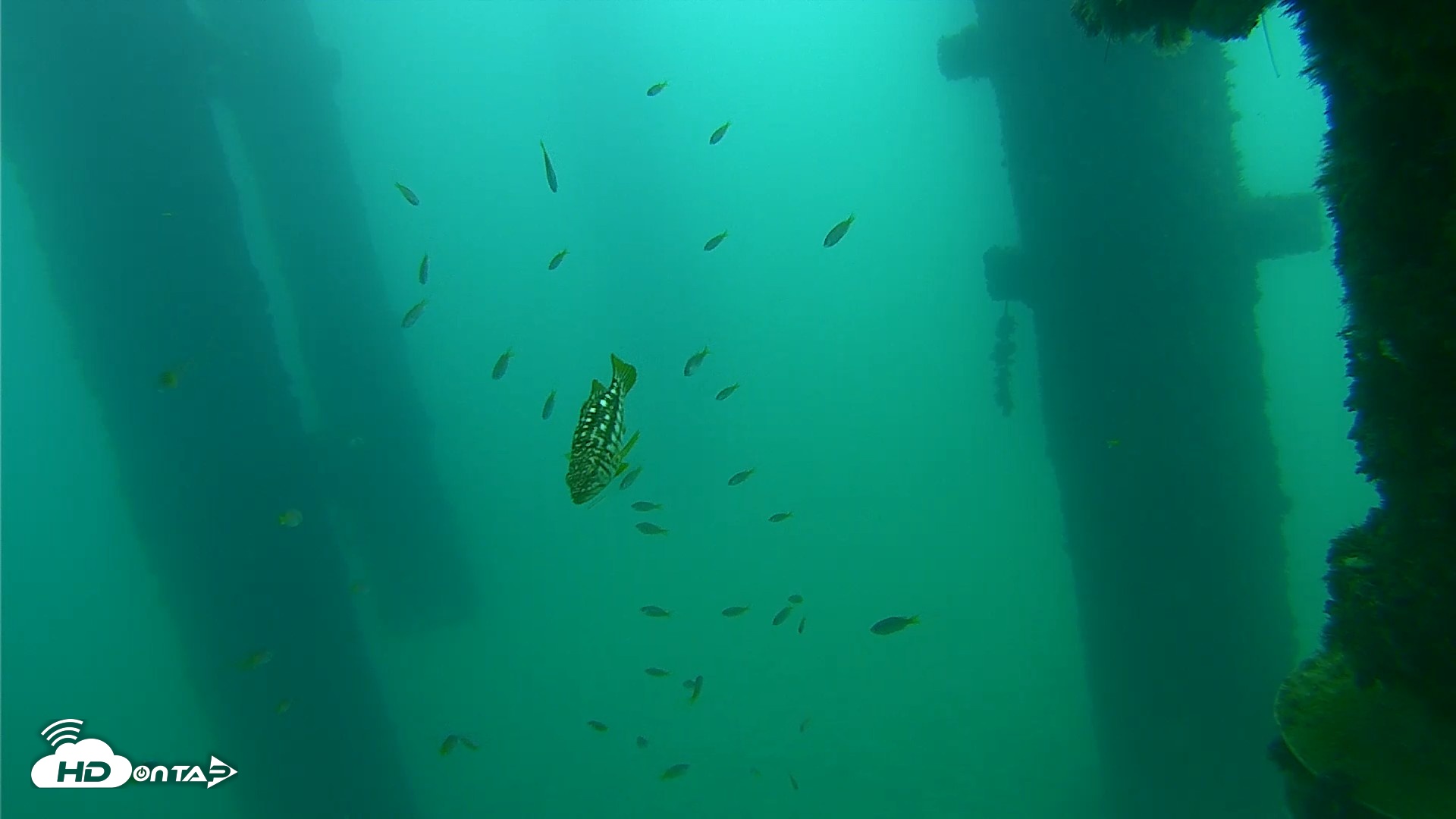 Snapshot of Scripps Pier Underwater Live Webcam taken Sep 21, 2026, 8:56am PDT